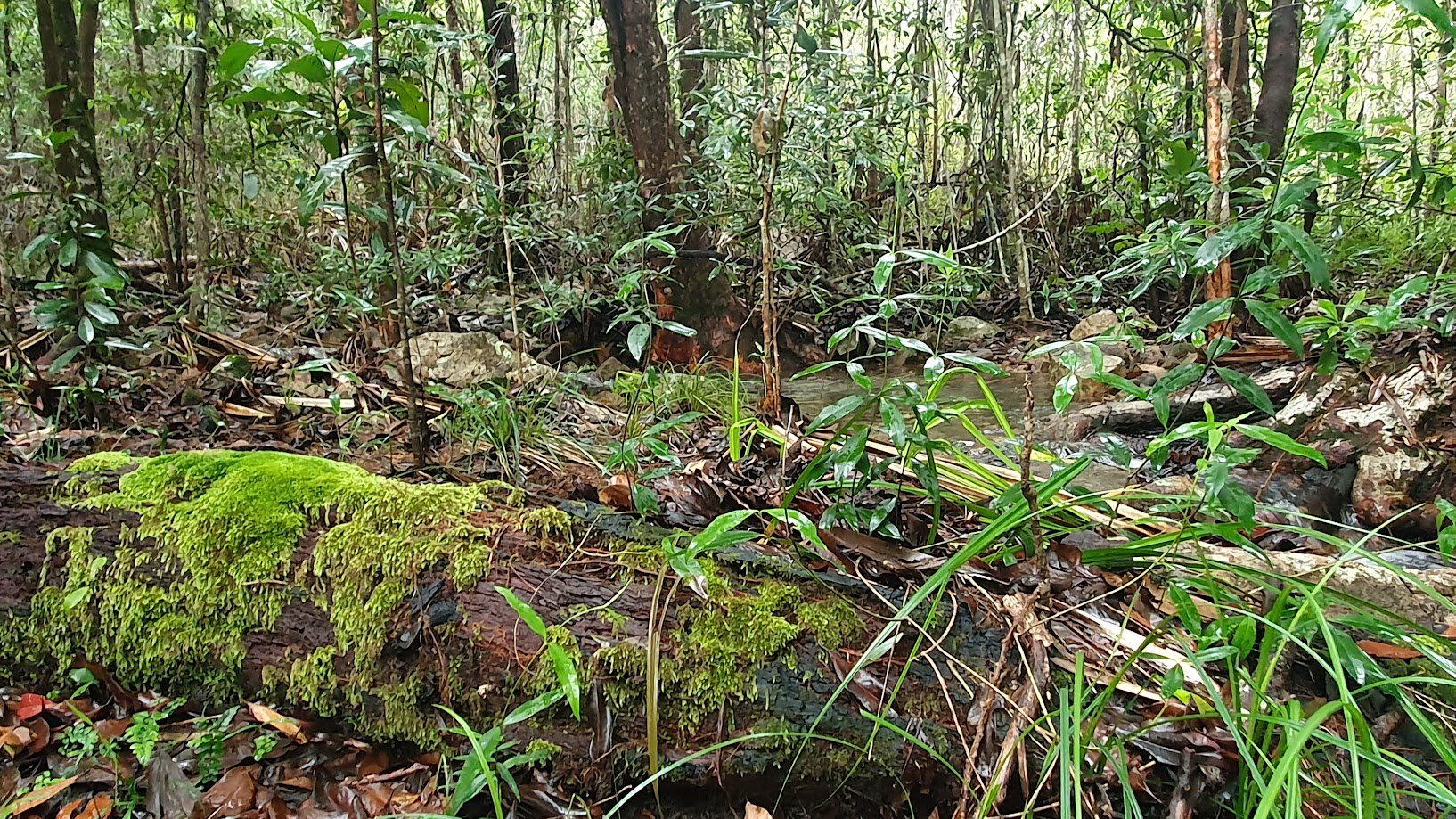 Rainforest Creek Camping
