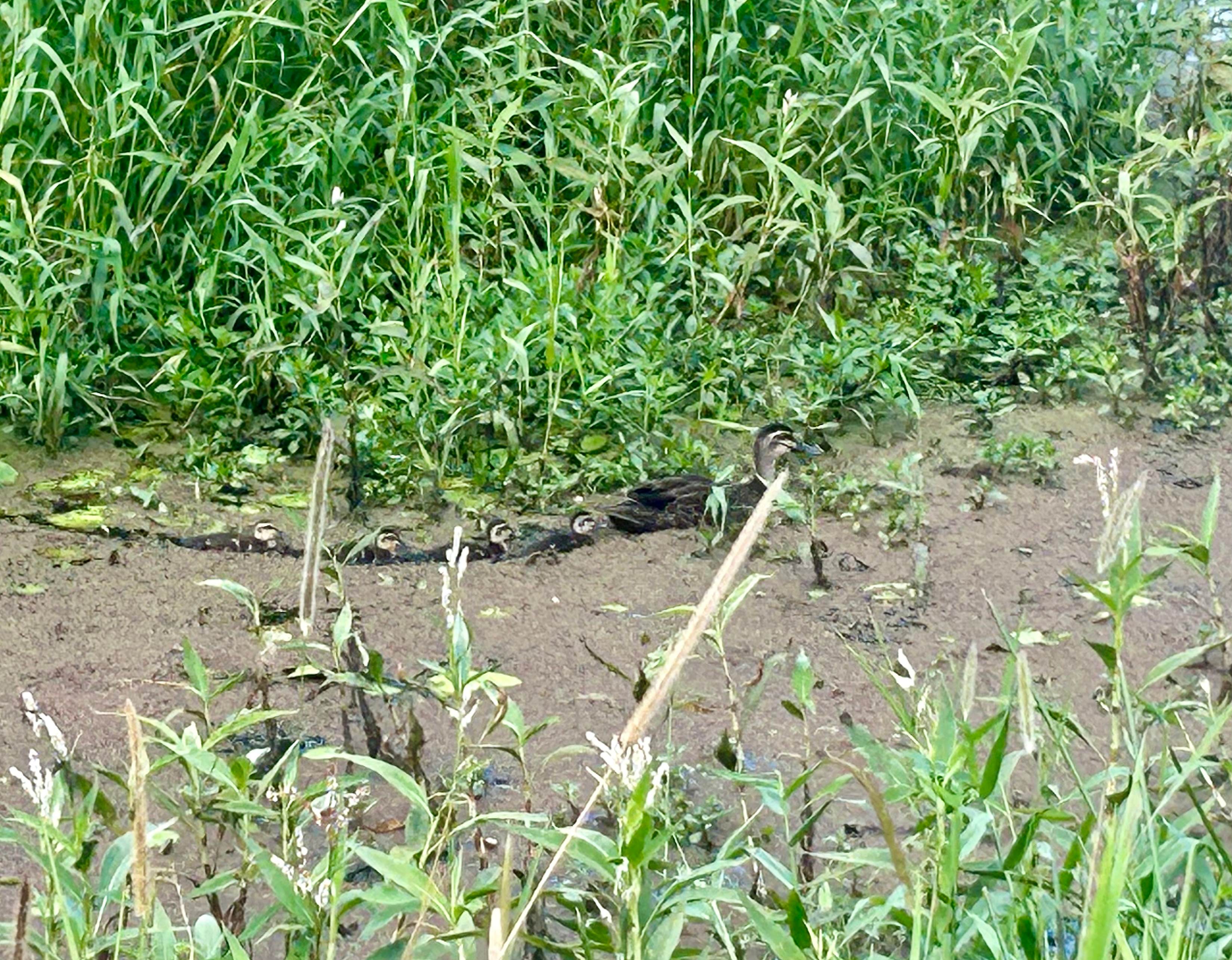 Mumma duck and her ducklings enjoying our dam - seasonal!