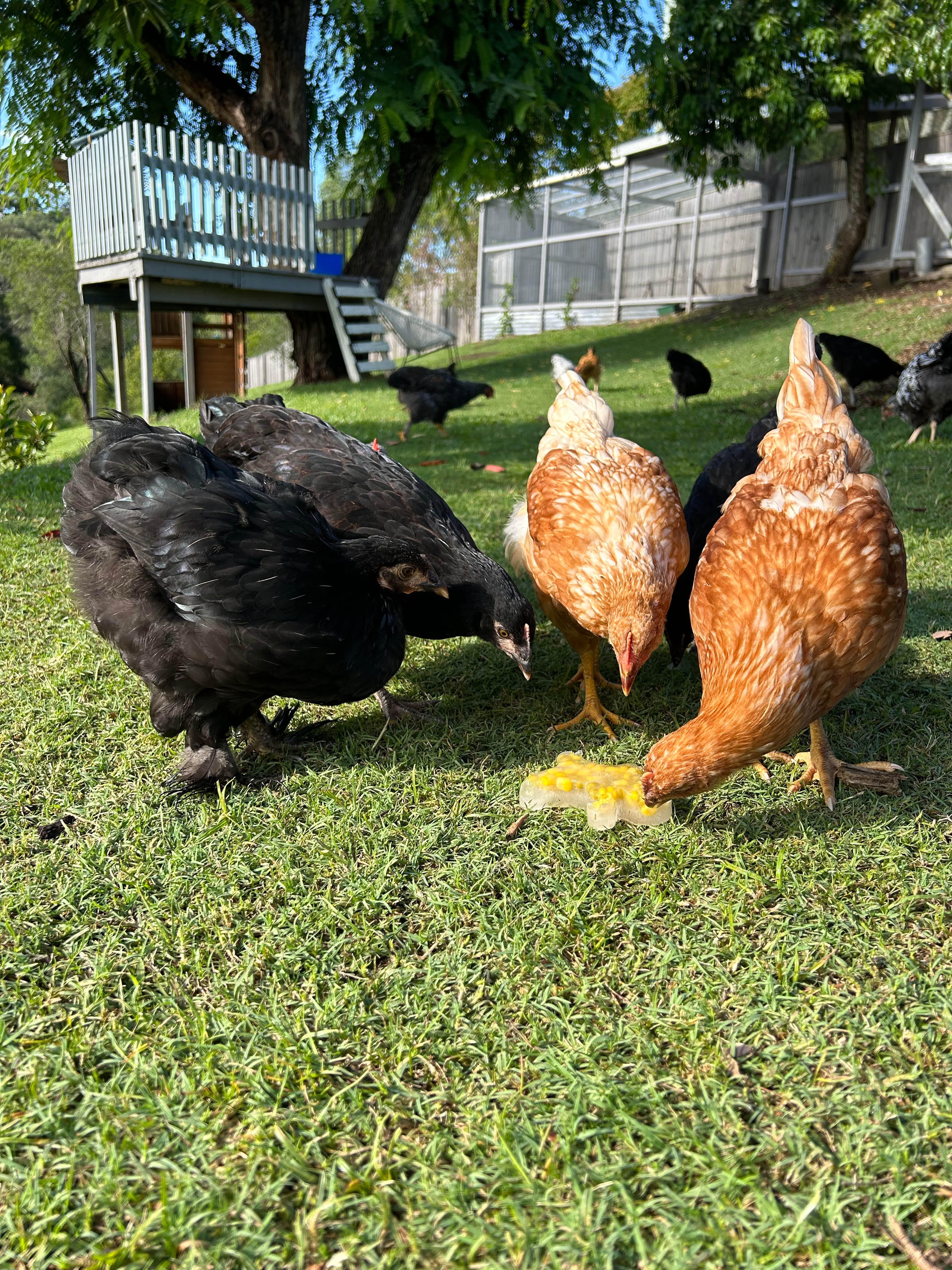 Our ladies enjoying a treat