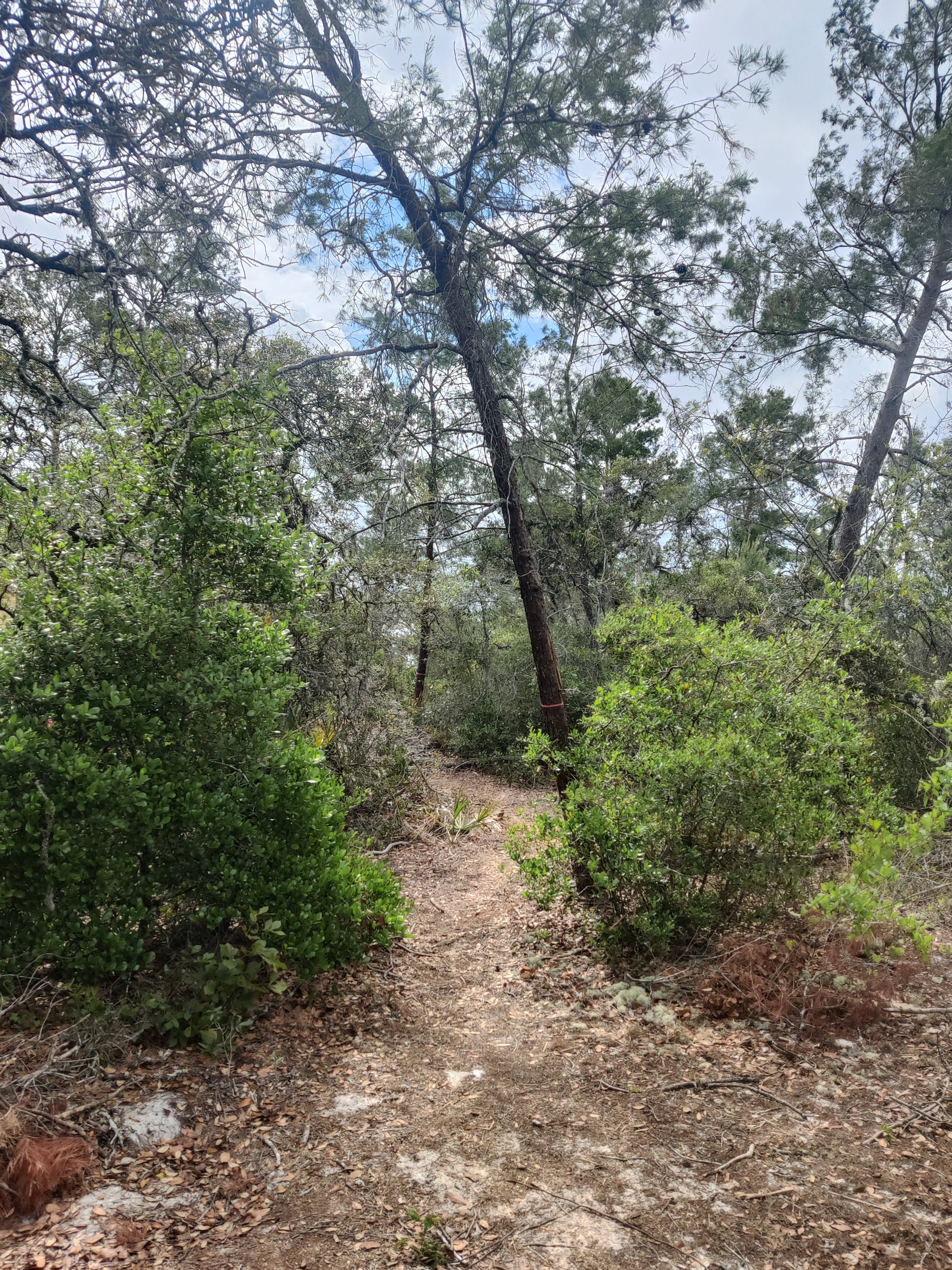 Harmon Pine (Tent Campsite)