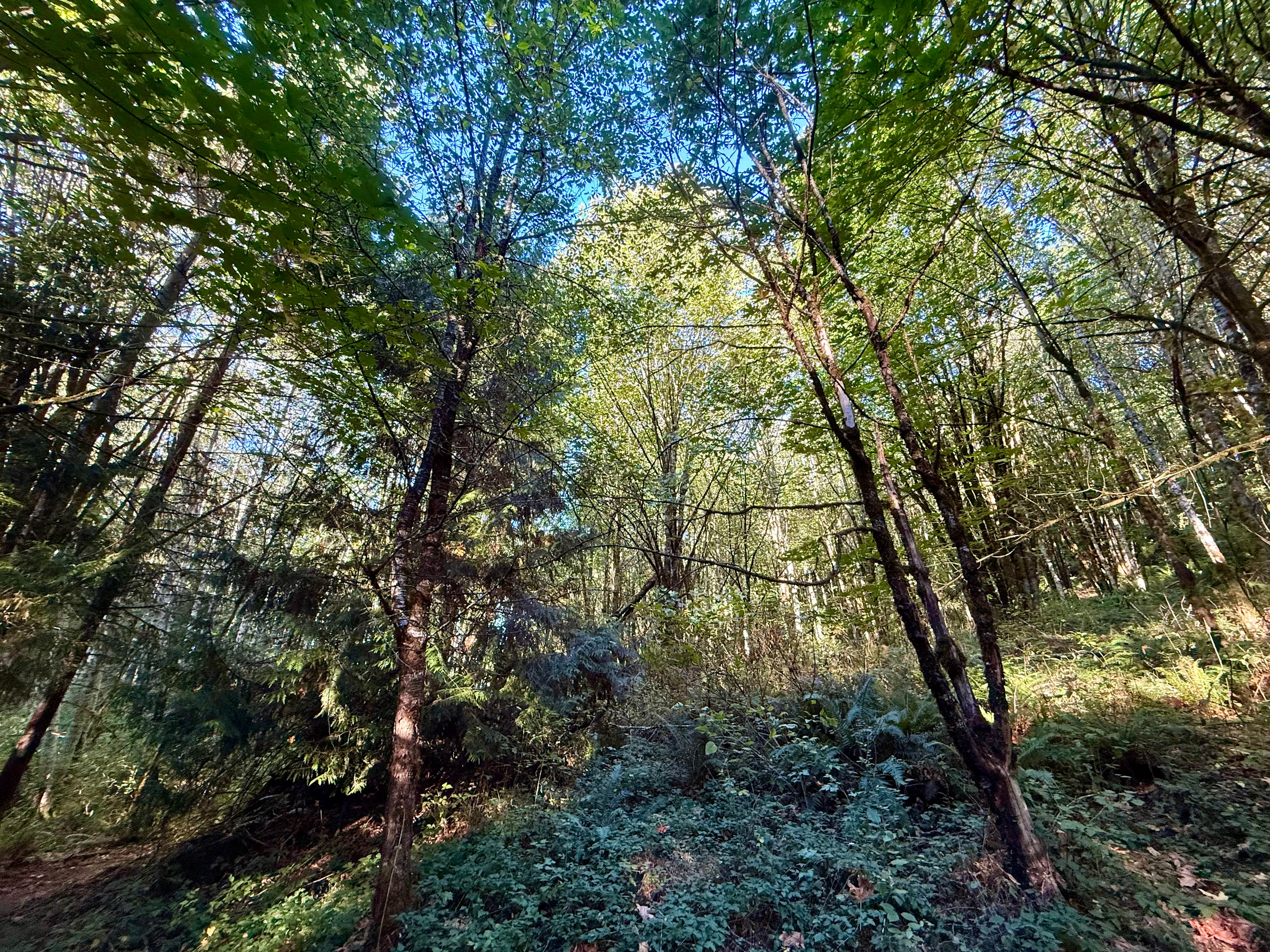 Secluded Forest Yurt