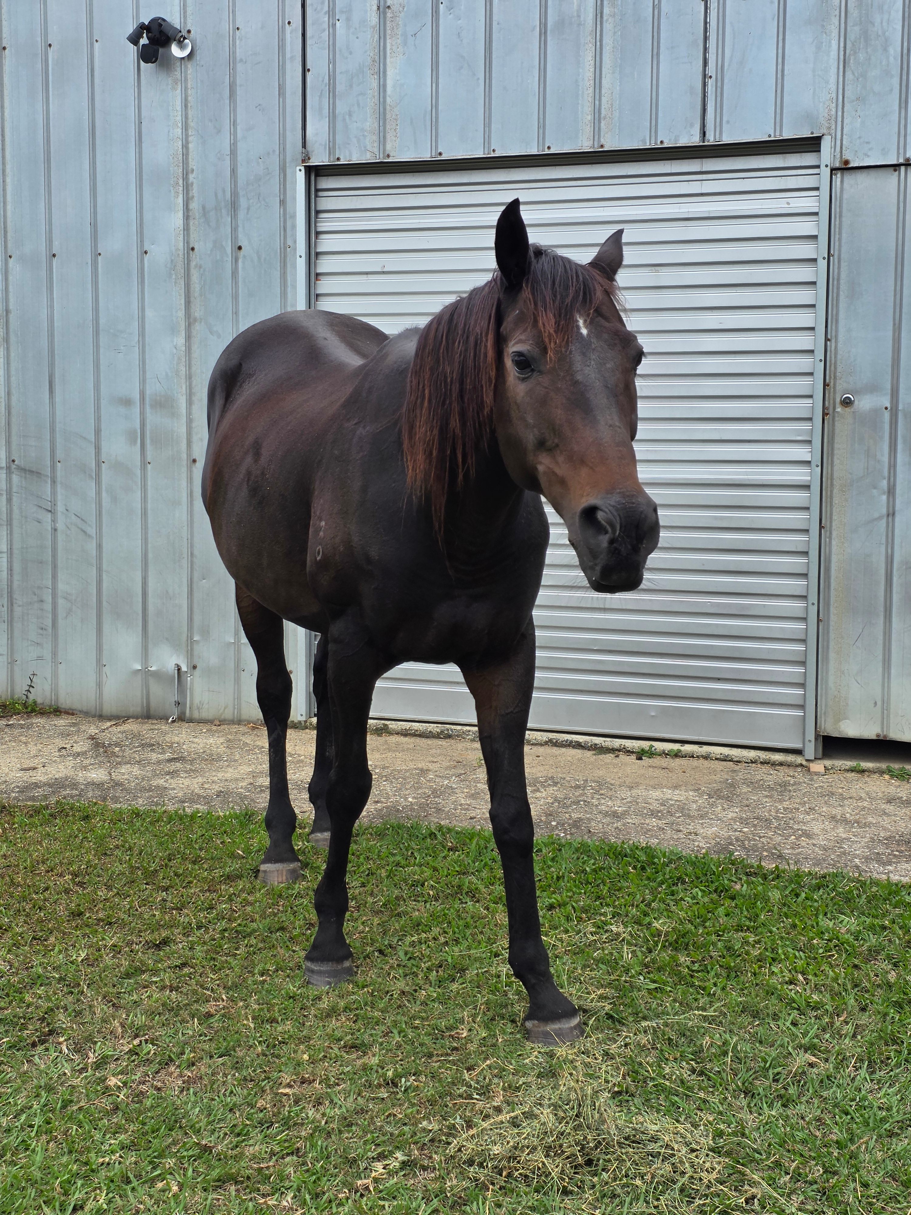 The Back Paddock
