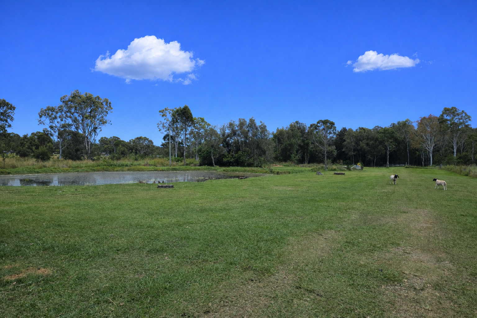The Back Paddock