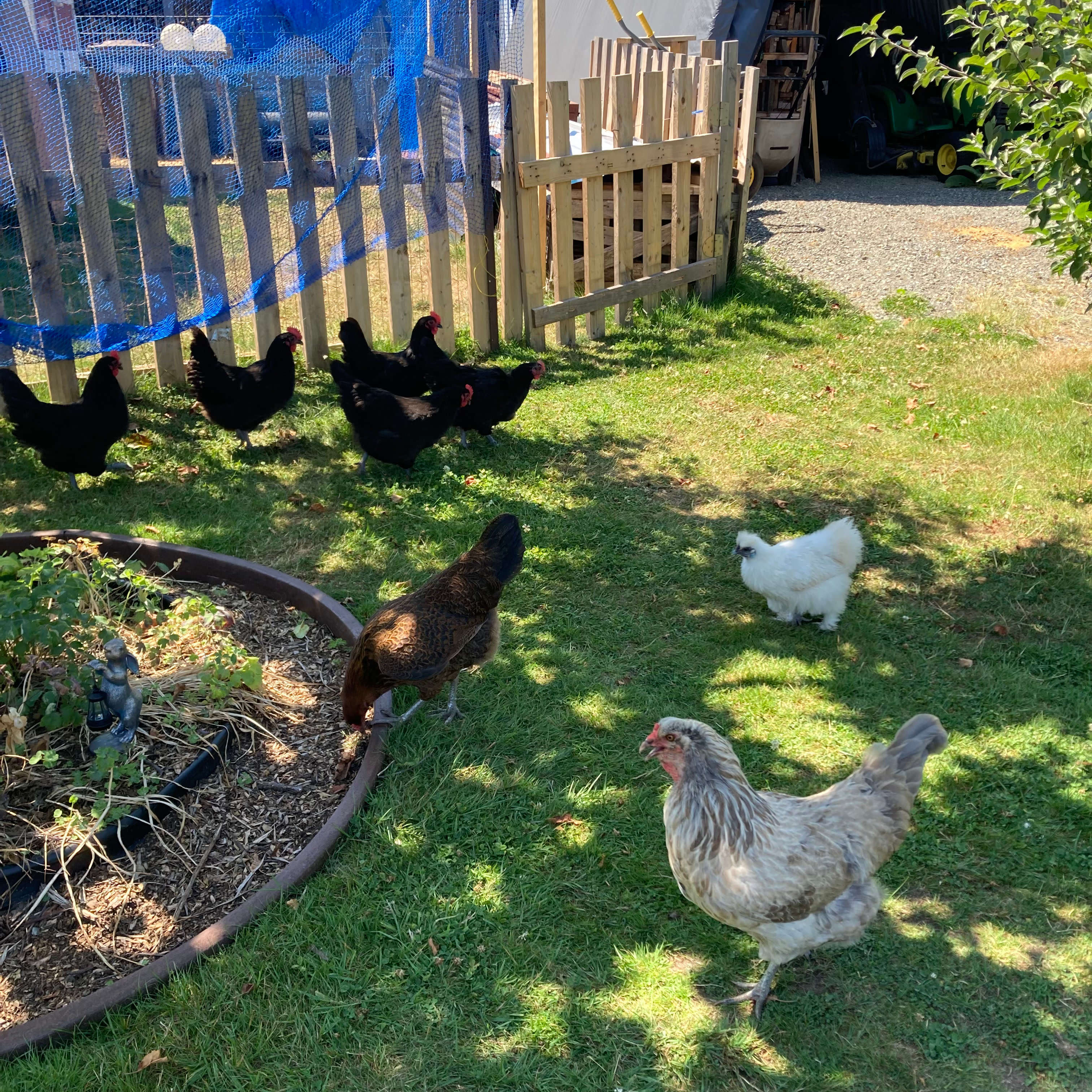 Our Feathered Friends