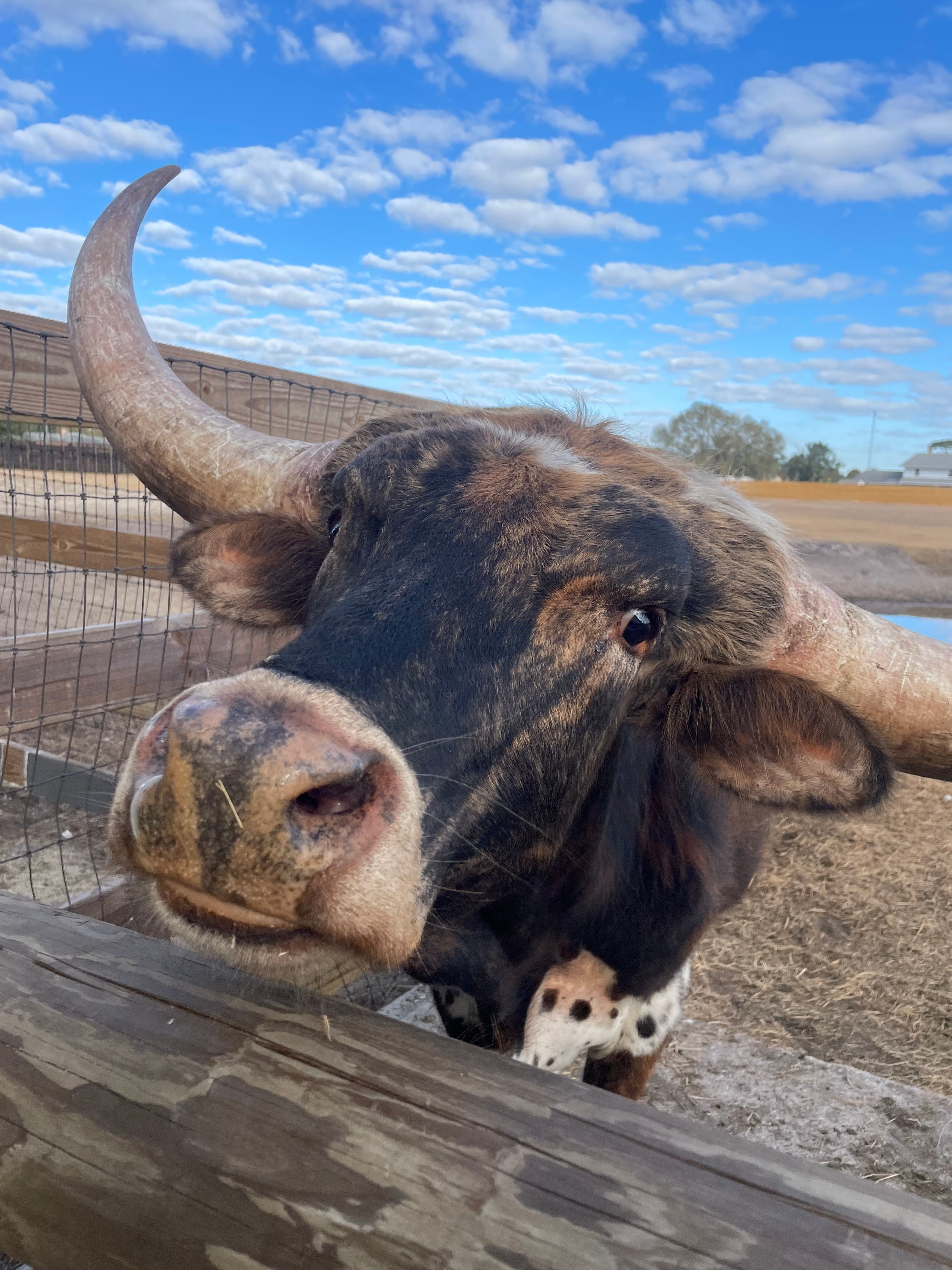 Countryside Camper Escape