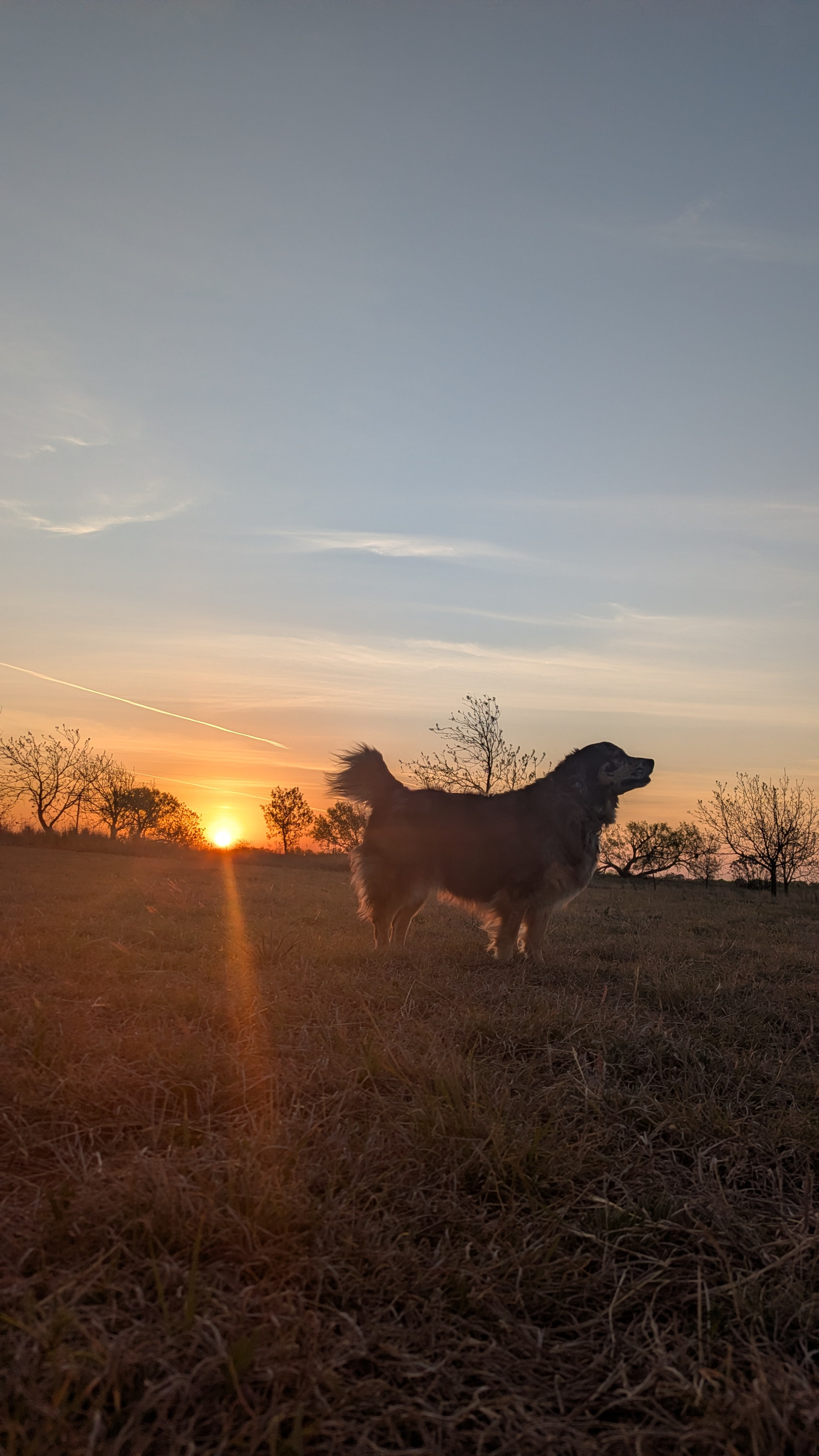 Pecan orchard