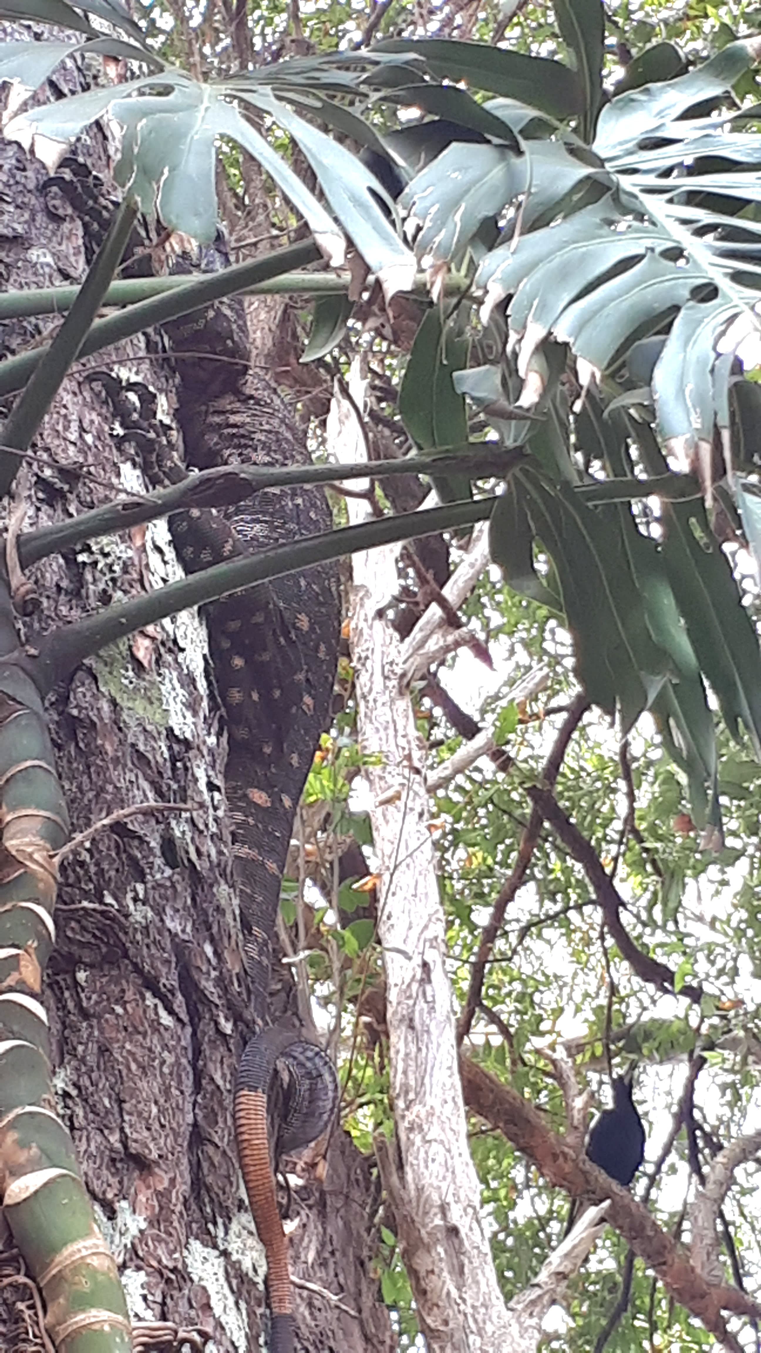 Some of the locals.
