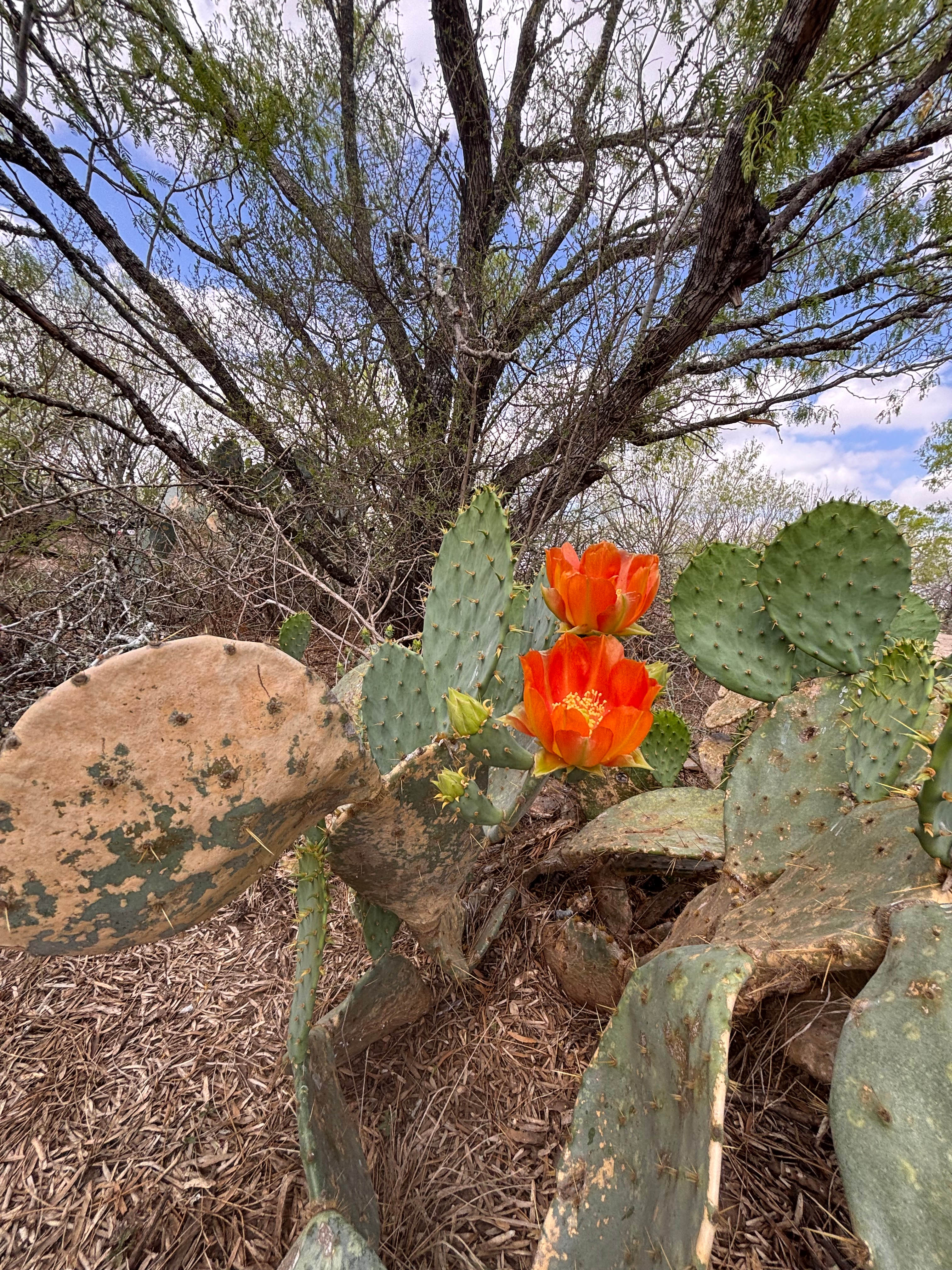 Mandyland