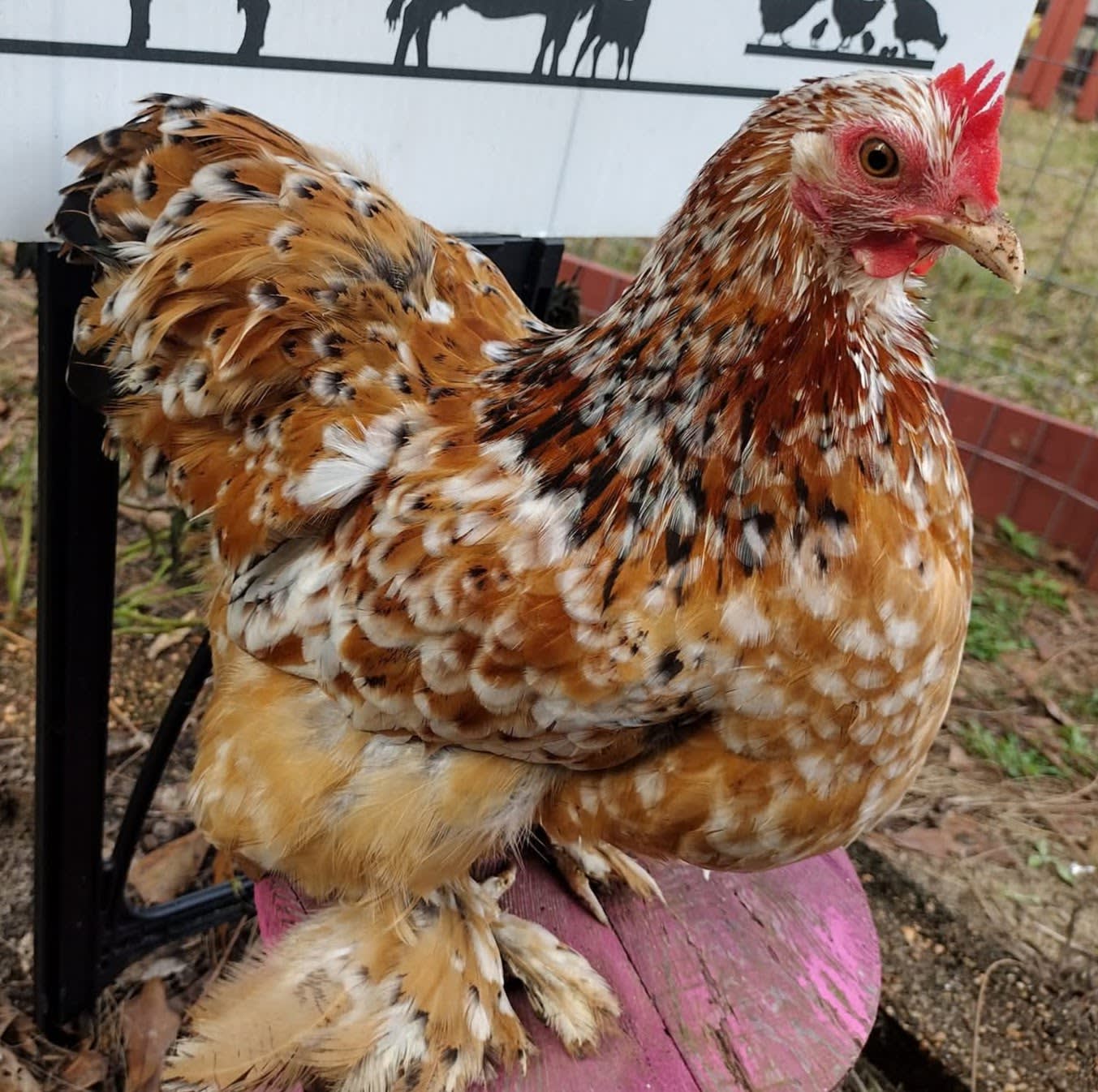 Turkey Creek Pit Farm