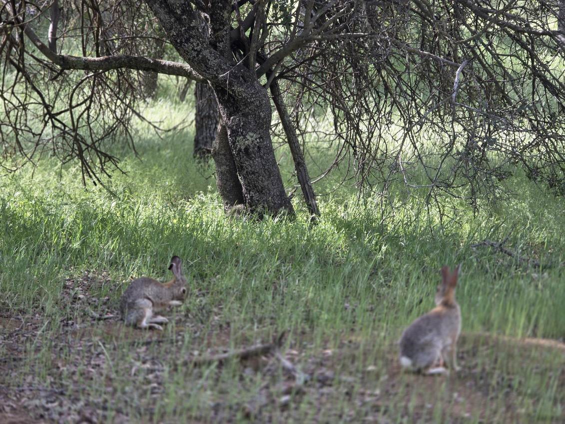40min to Pinn/Song of the Ancients