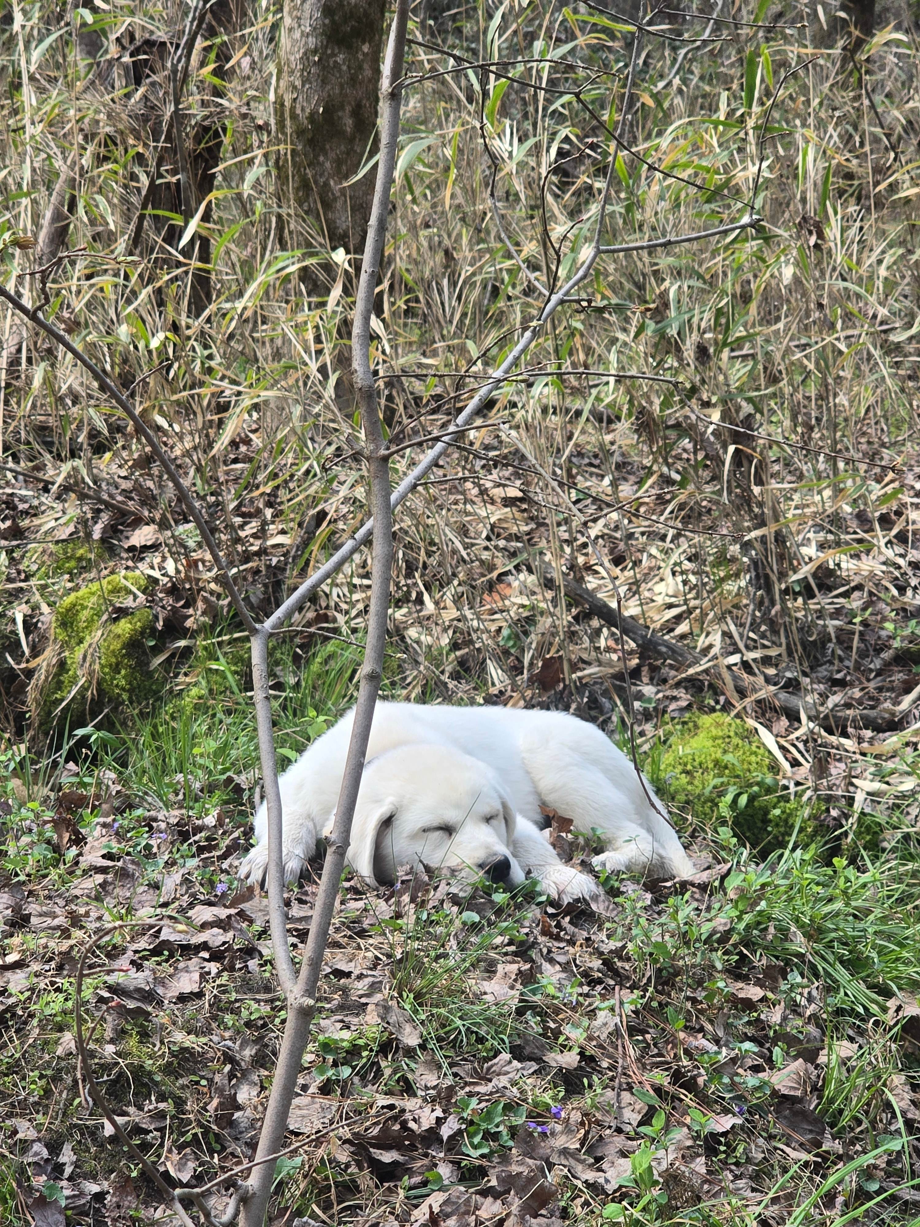 SCOTTY’s  SCAMP