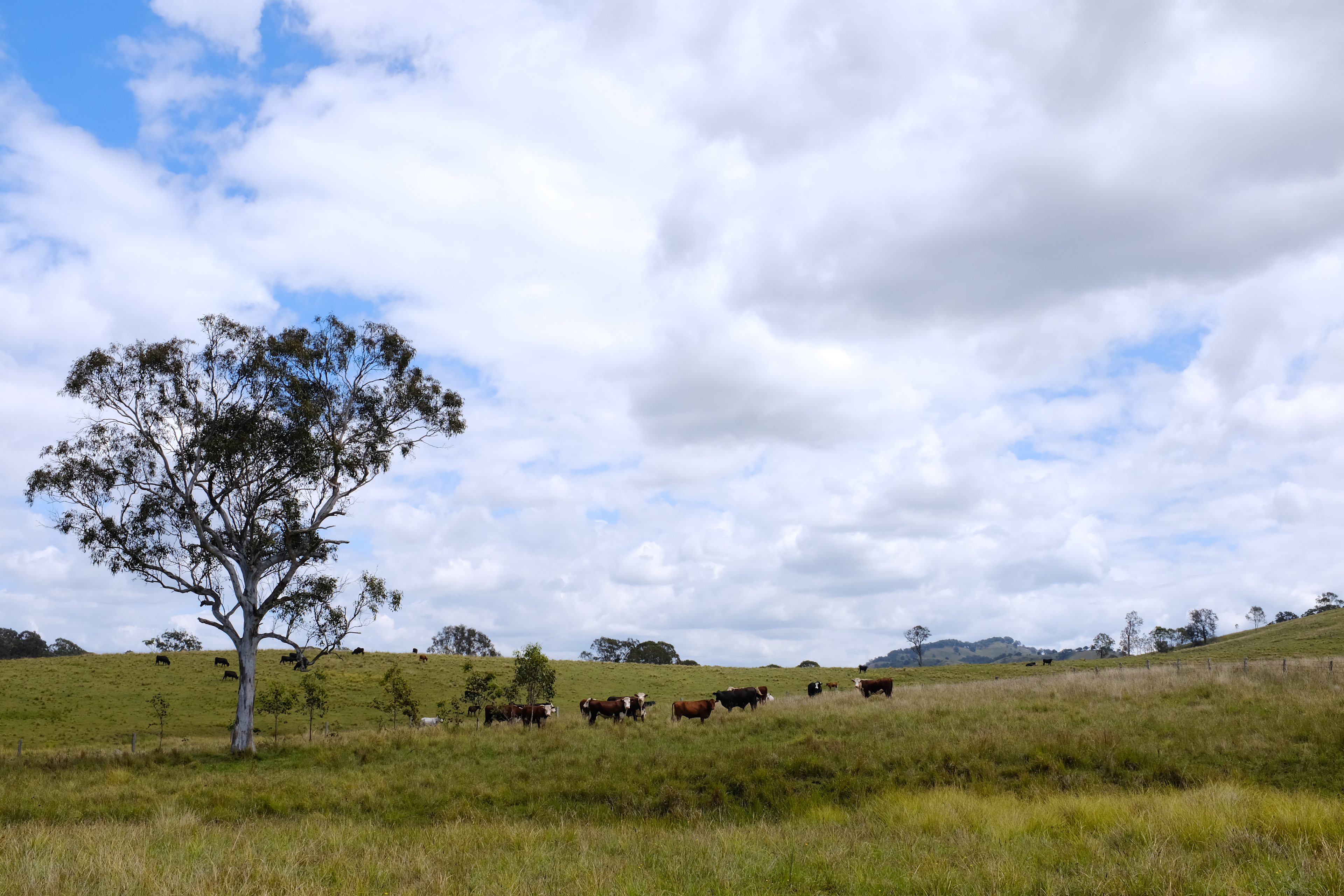 Bunyah Creek Hideaway