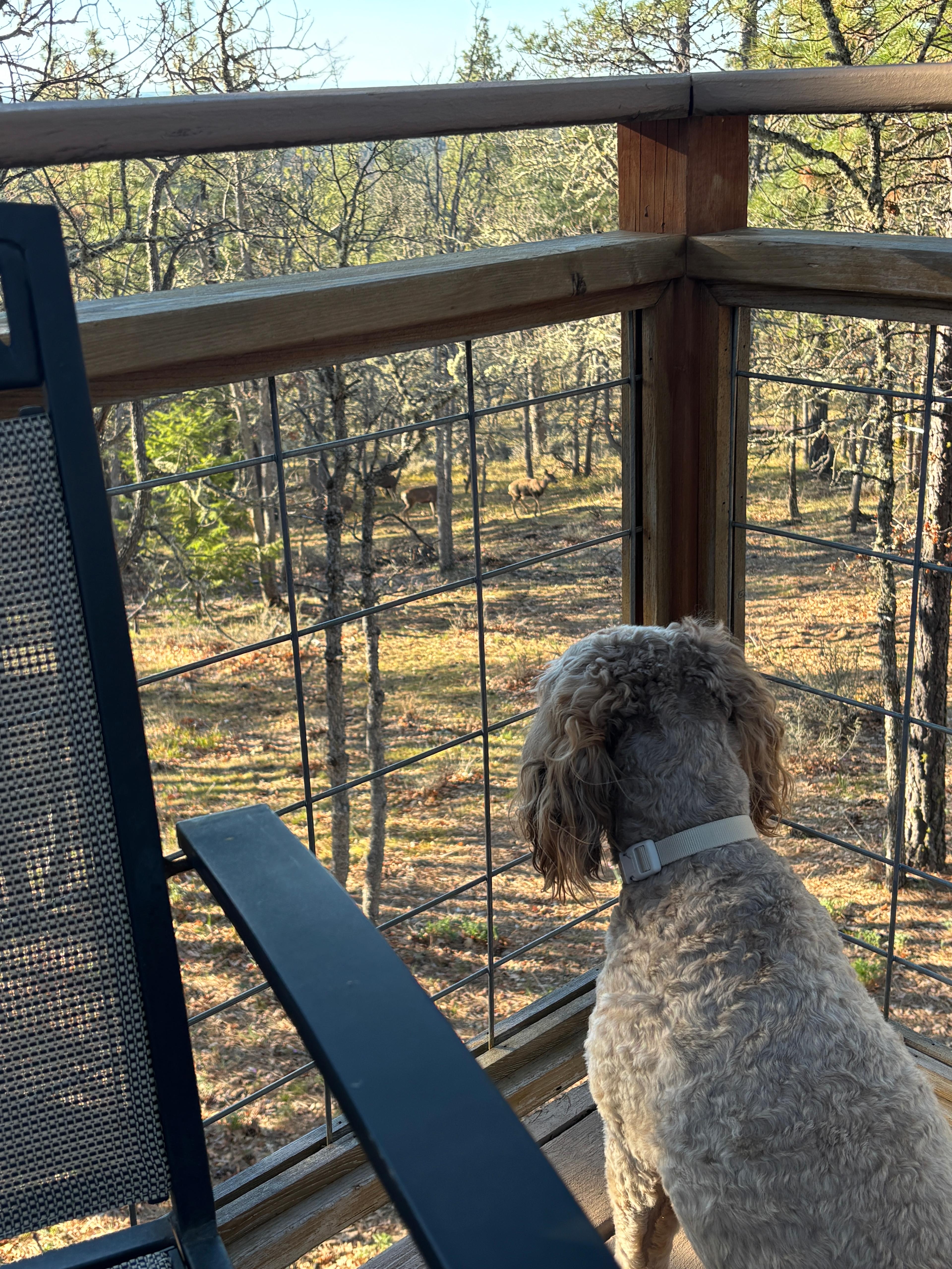 The deer and the dog scoping eachother out. 