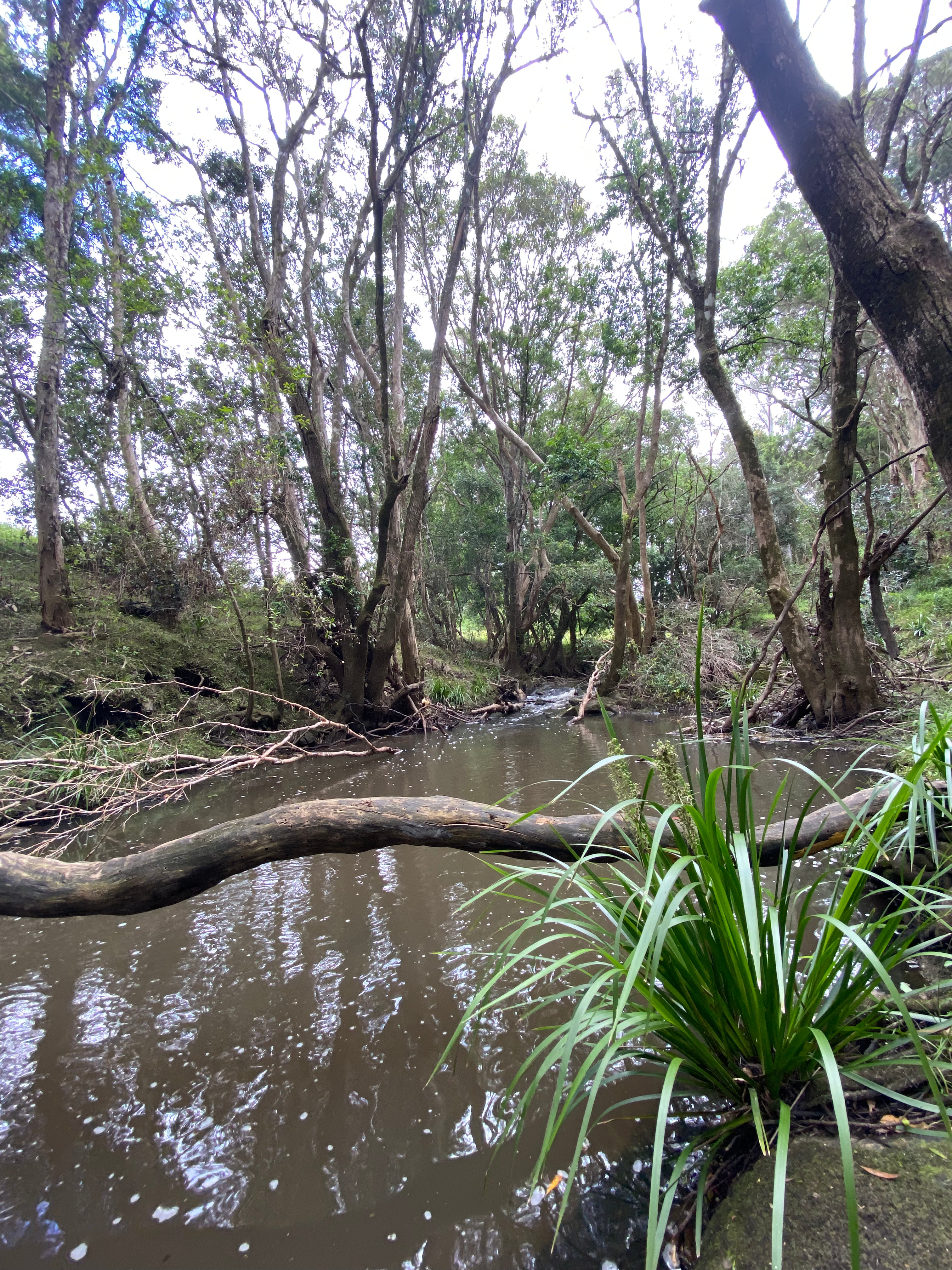 Bunyah Creek Hideaway