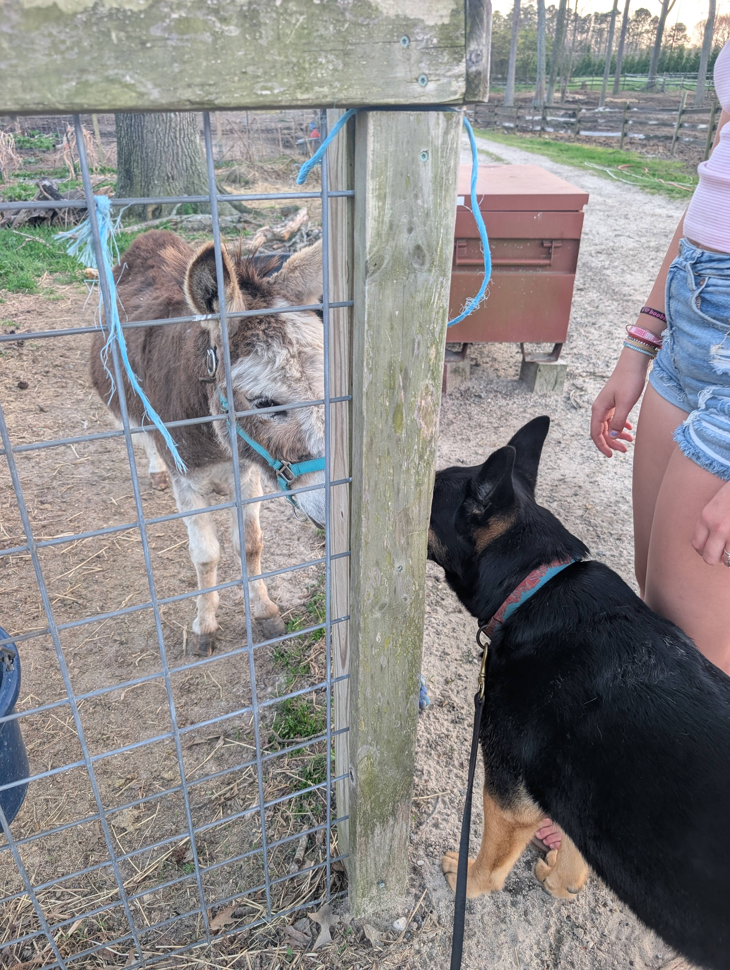 Private camp on horse farm
