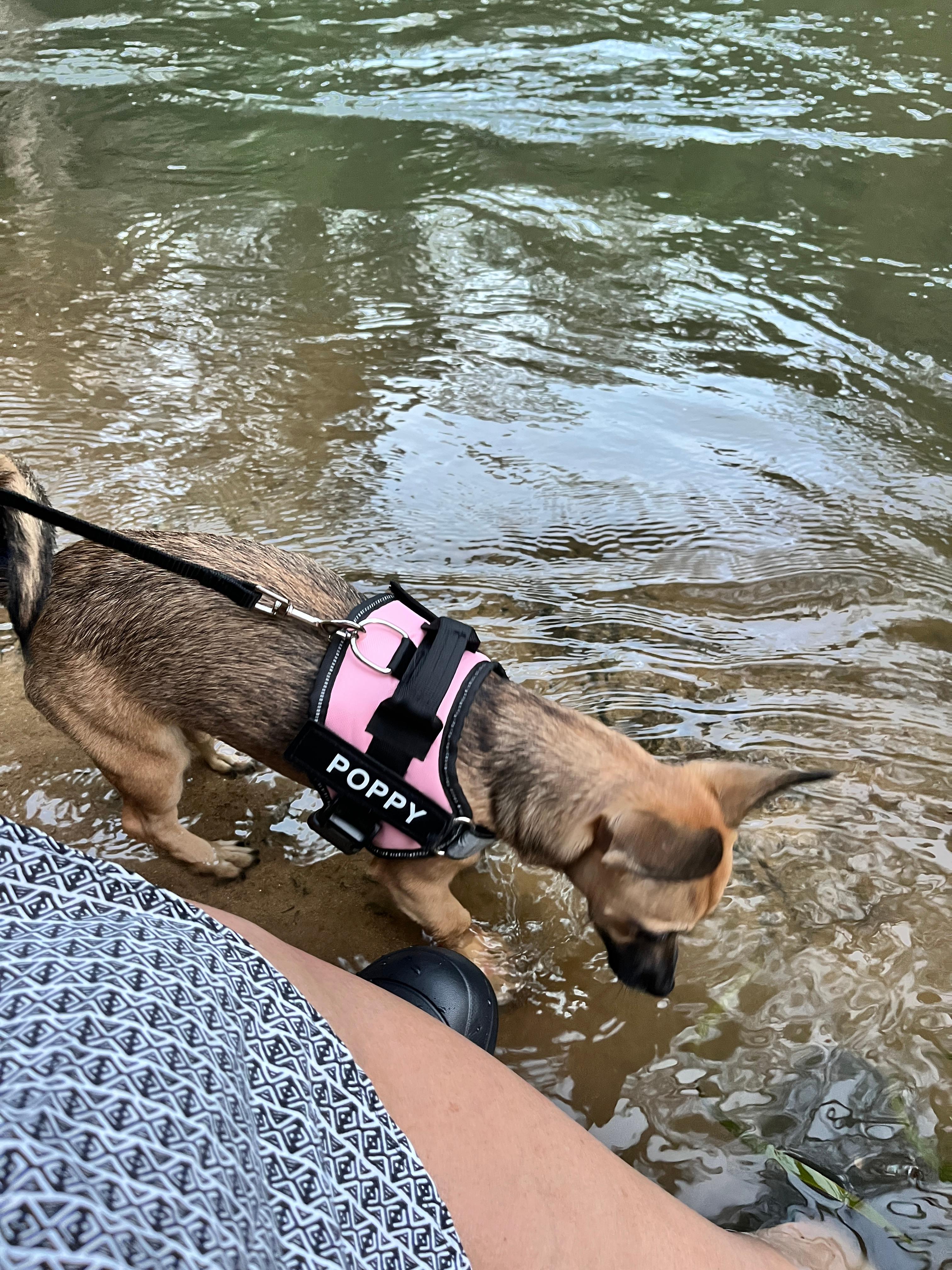 Poppy loved the river 