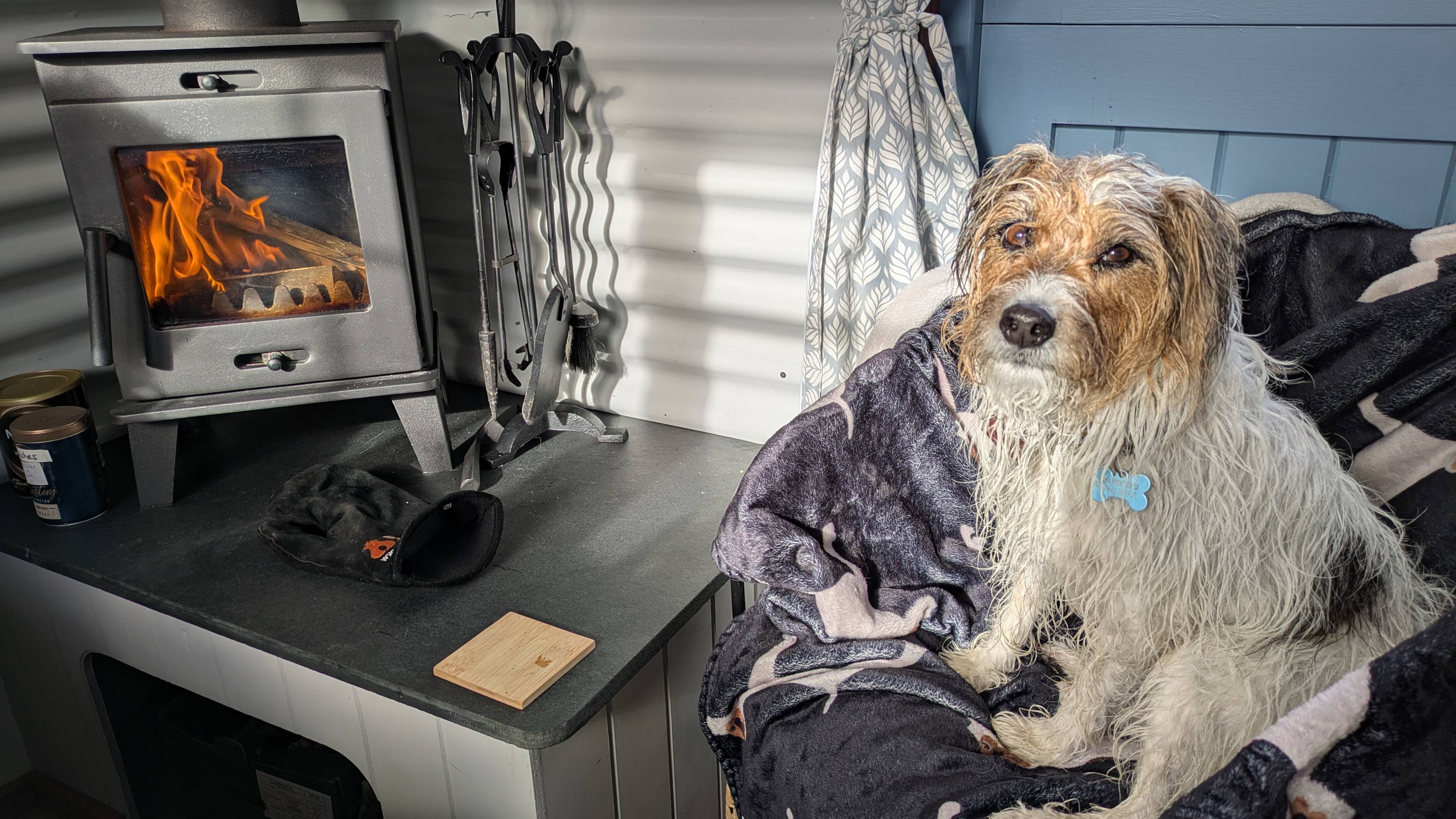 Warm cozy dog
