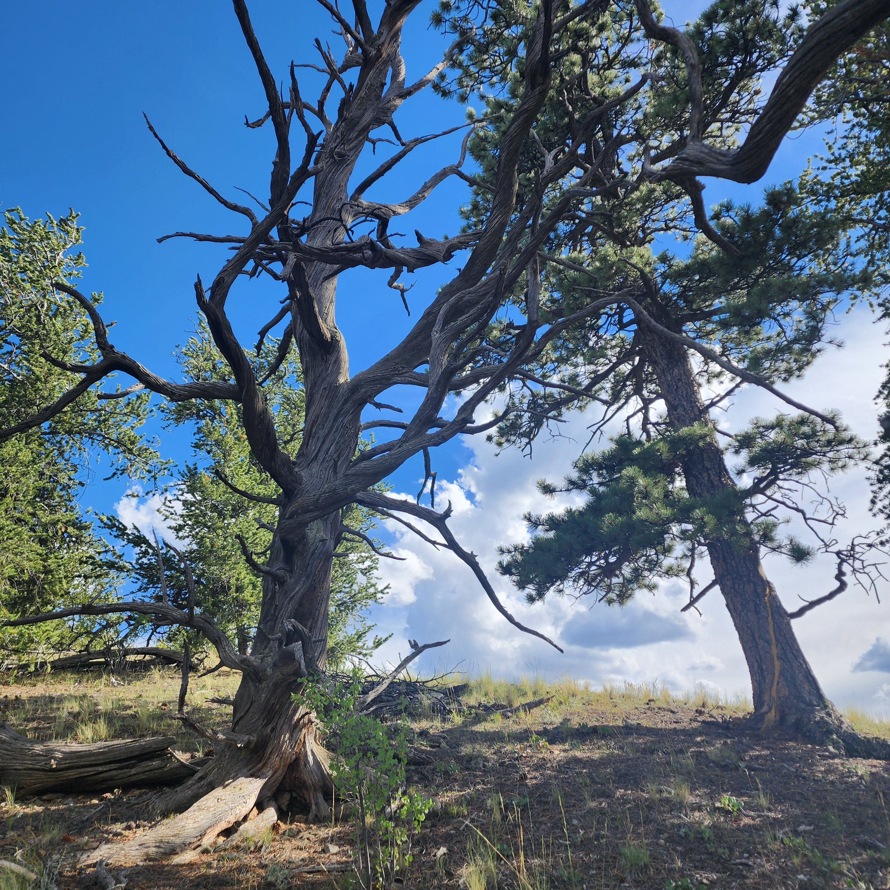 Dreamtime Ranch