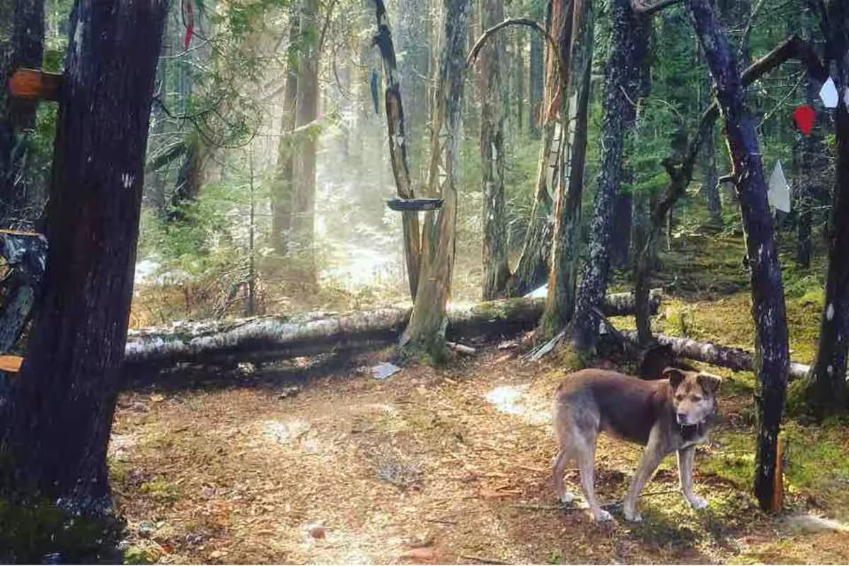 The Howling Woods