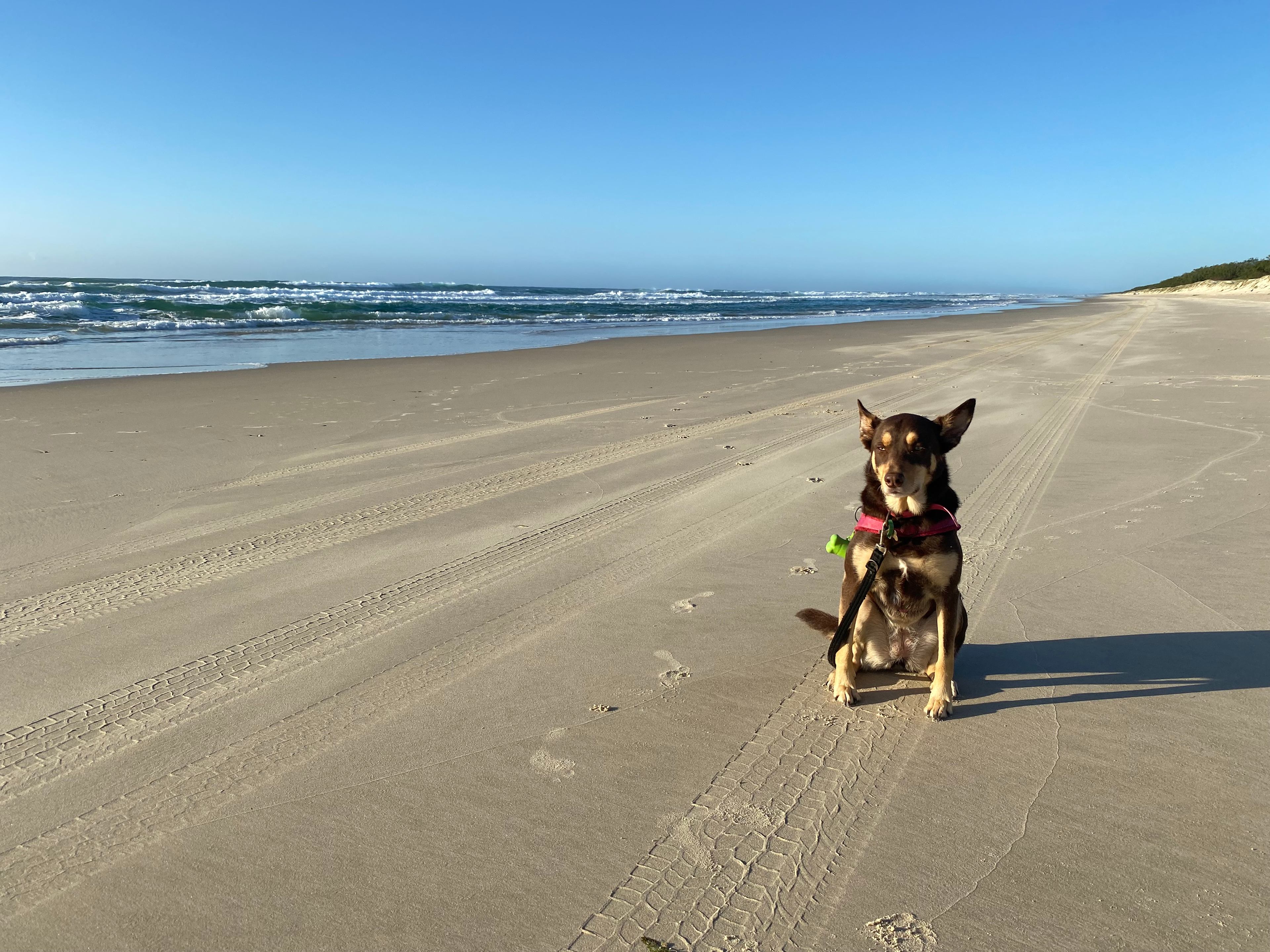 A kelpie’s dream