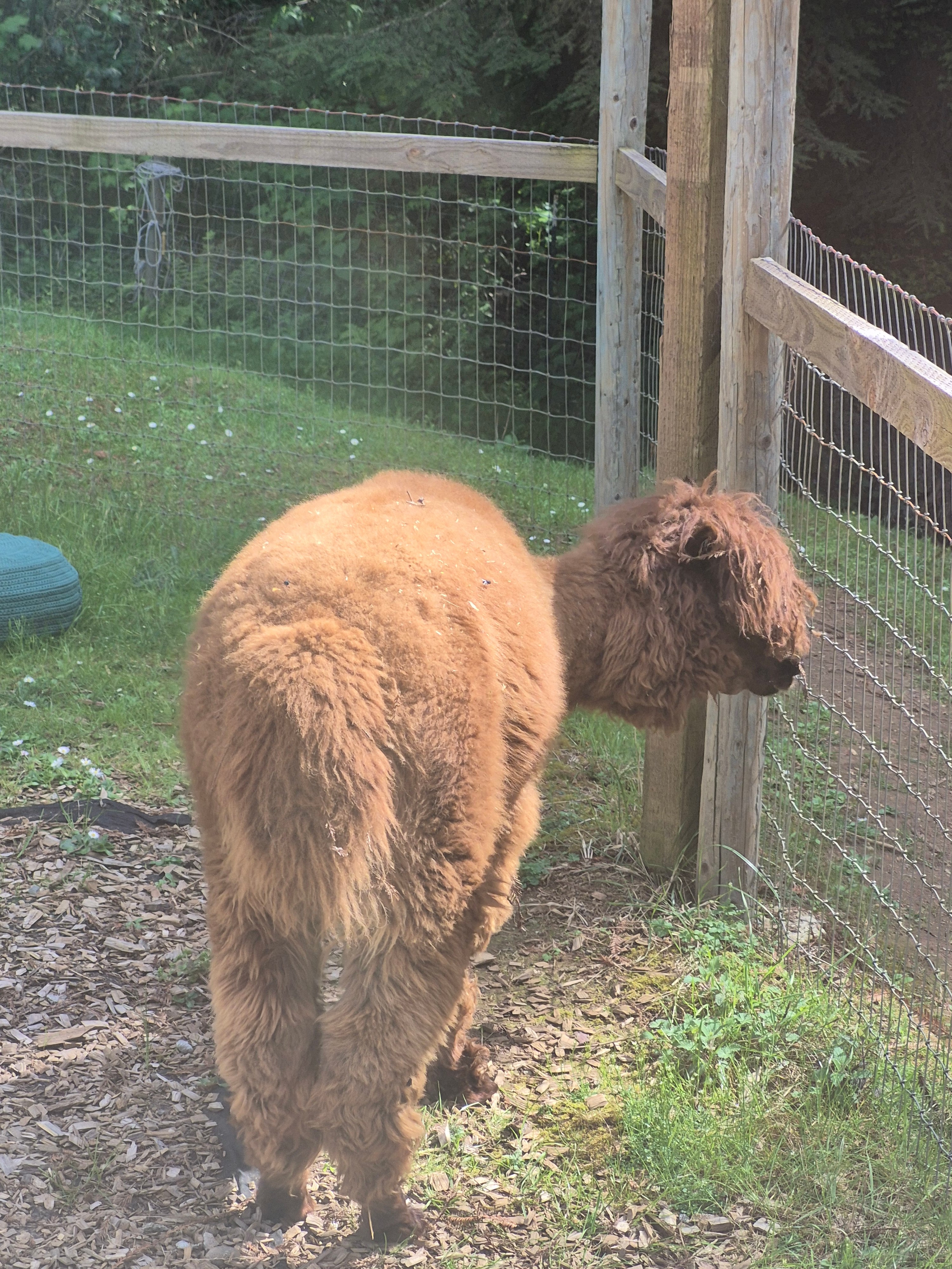 Alpaca Cottage