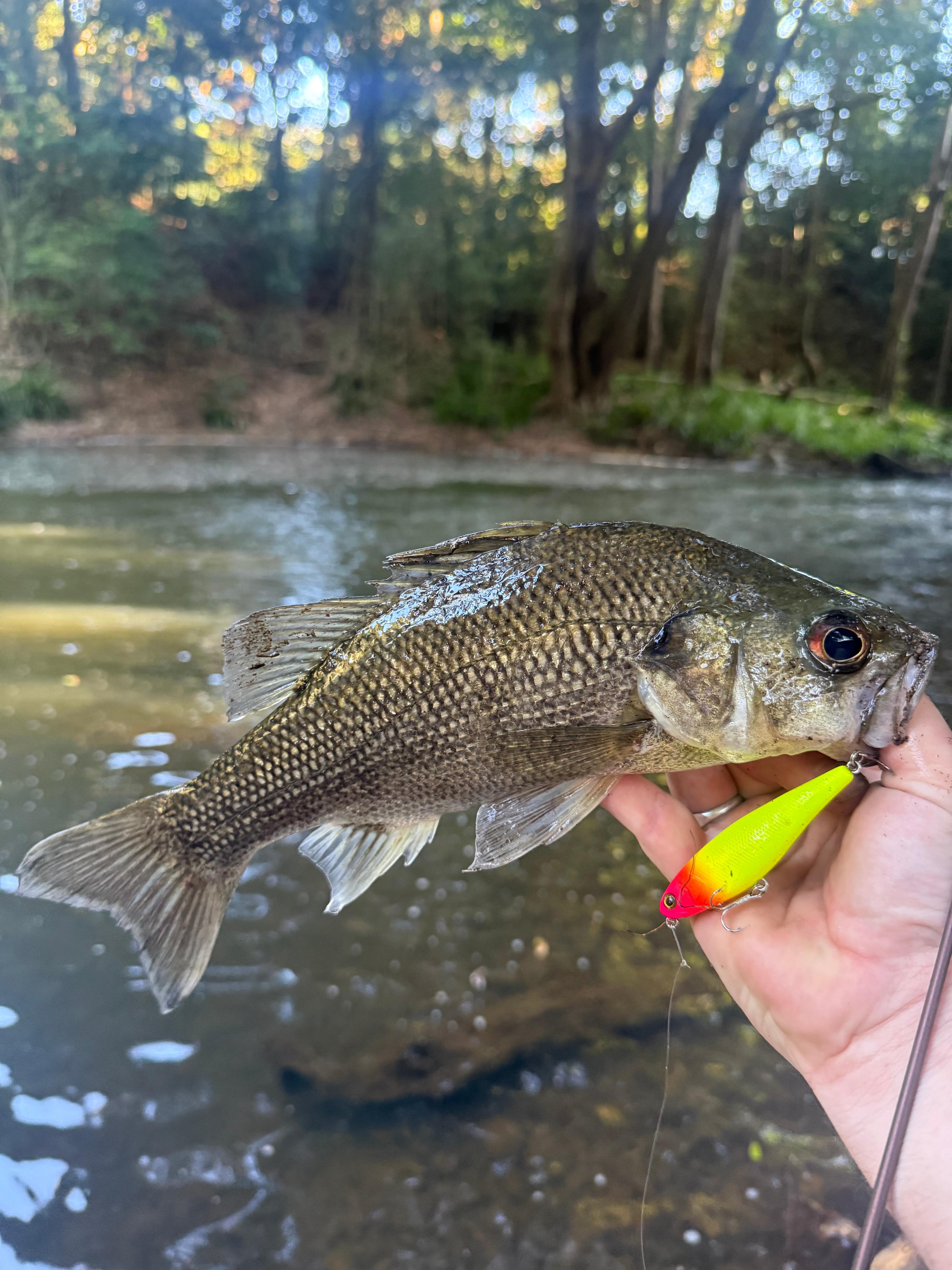 Australian Bass