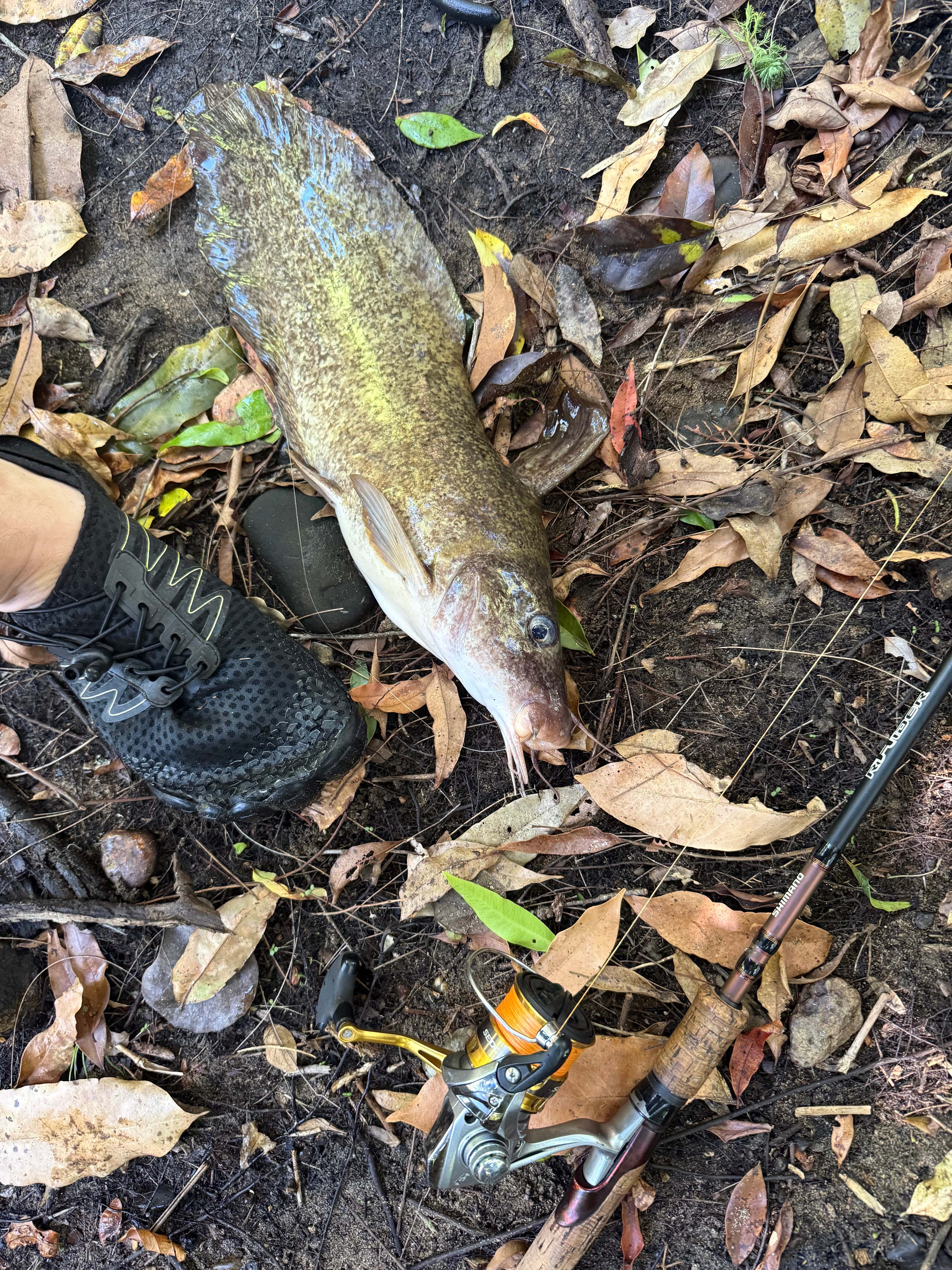 Eel Tailed Catfish 