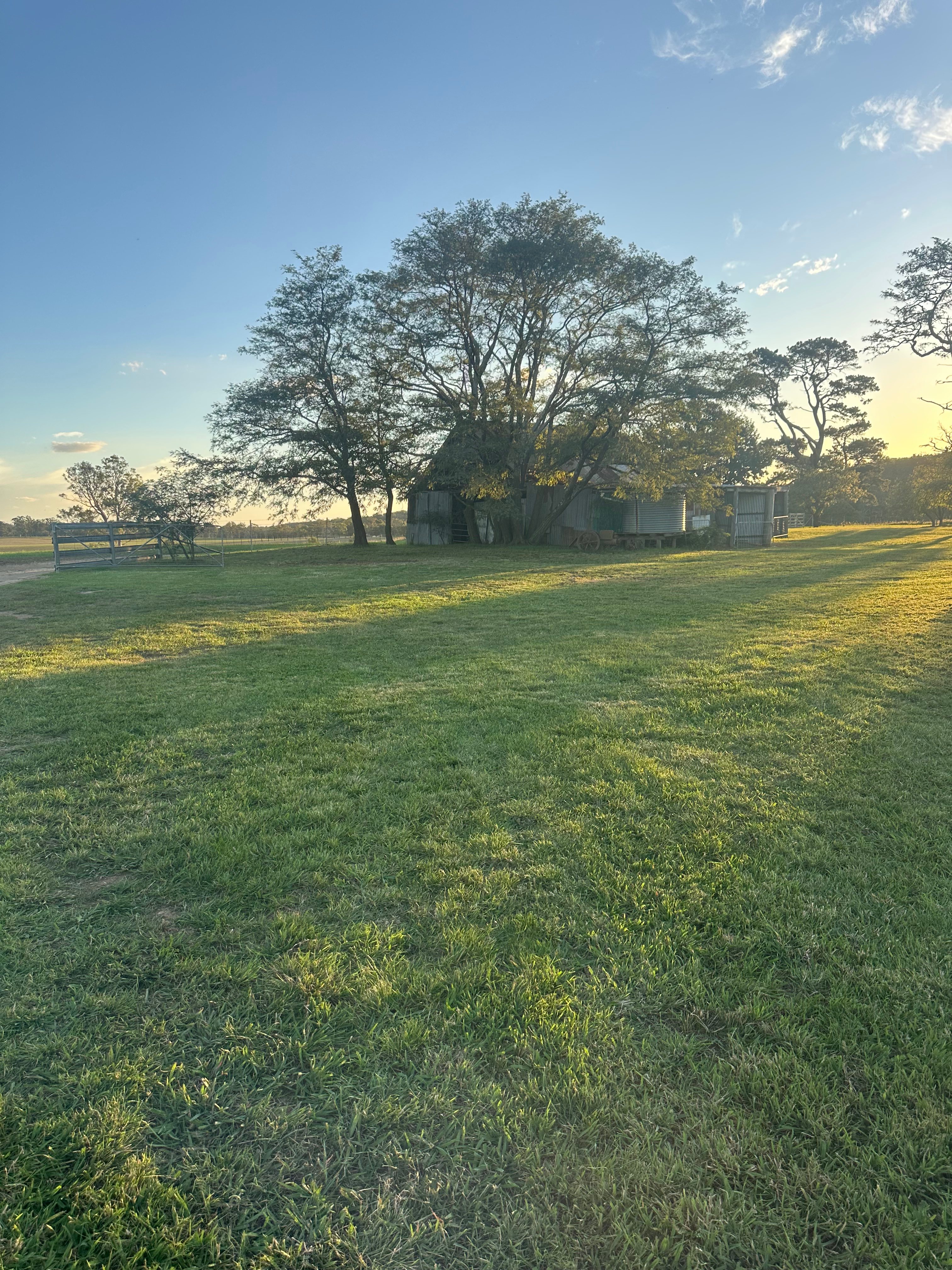 Notlaw Orchard