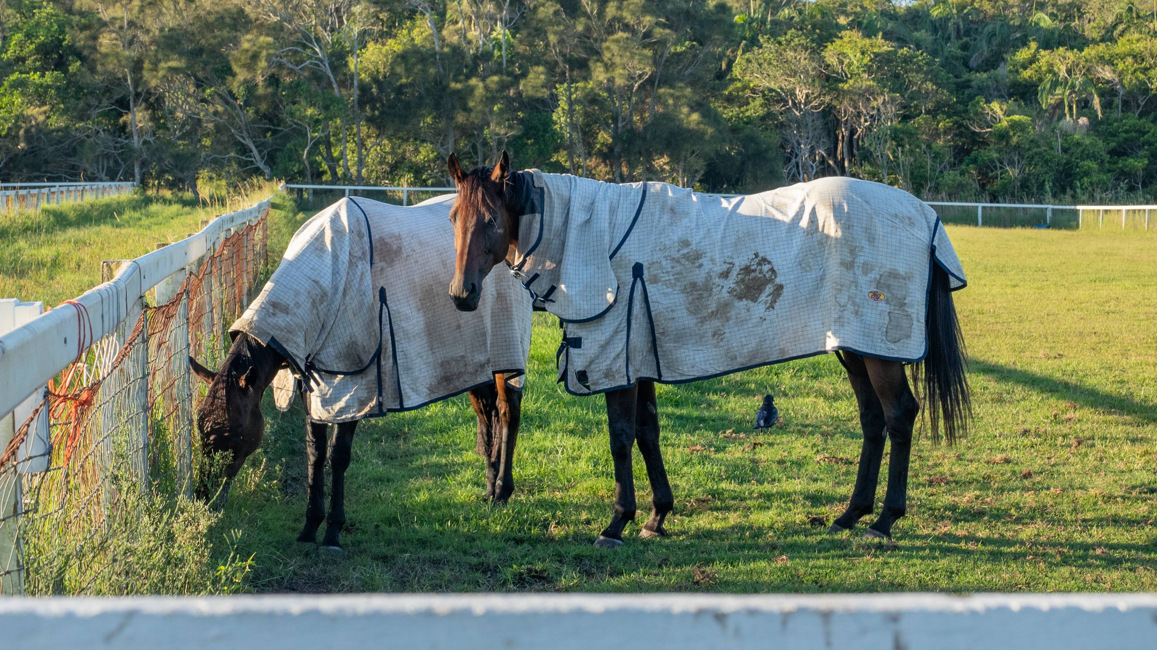 horses