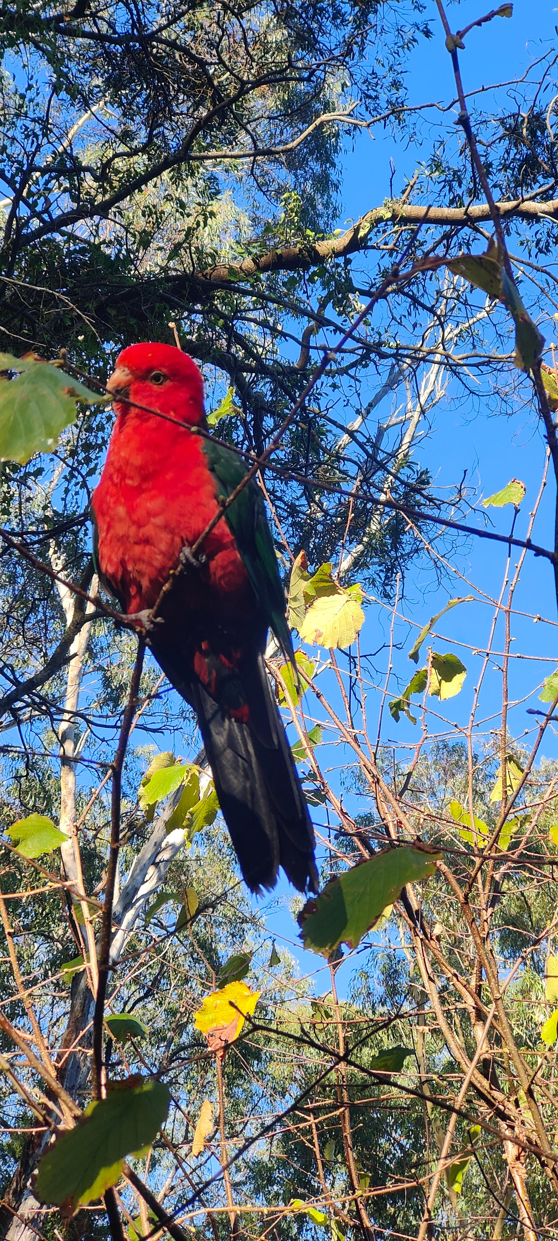 Red Feather Retreat