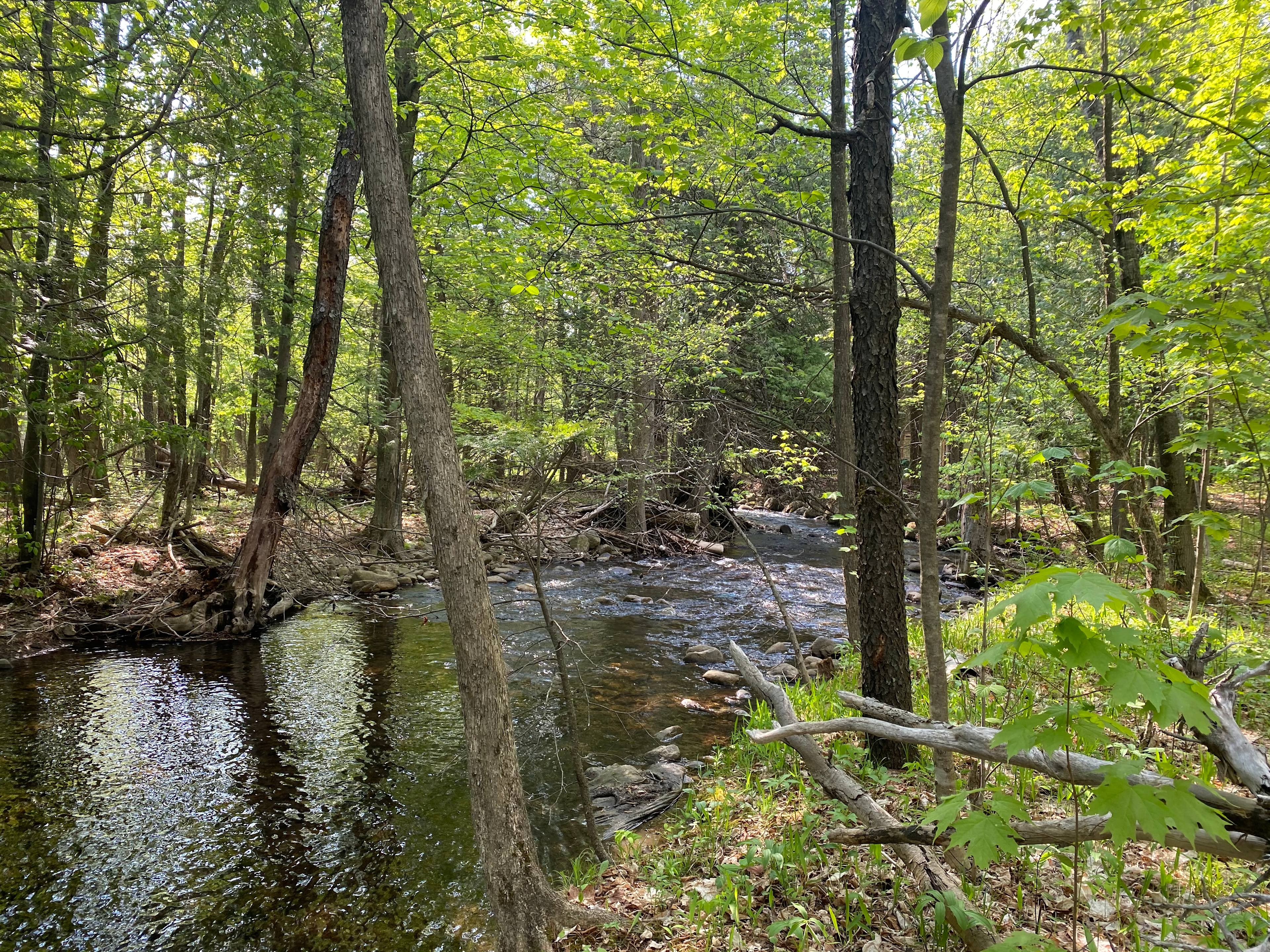 Brook Wood