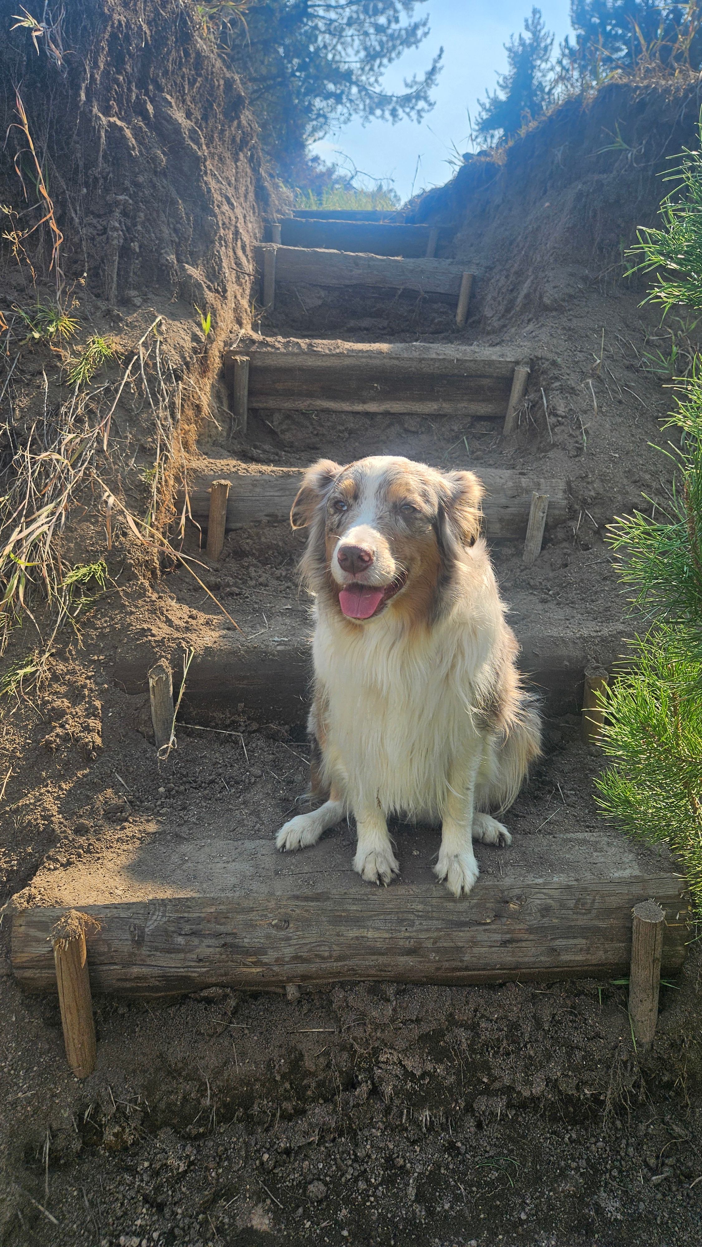 Guest dog walking down the stairs toward the creek. Dogs are welcome here, but the creek is accessible, so they may wander or get wet if not supervised or if they do not respond to voice commands.