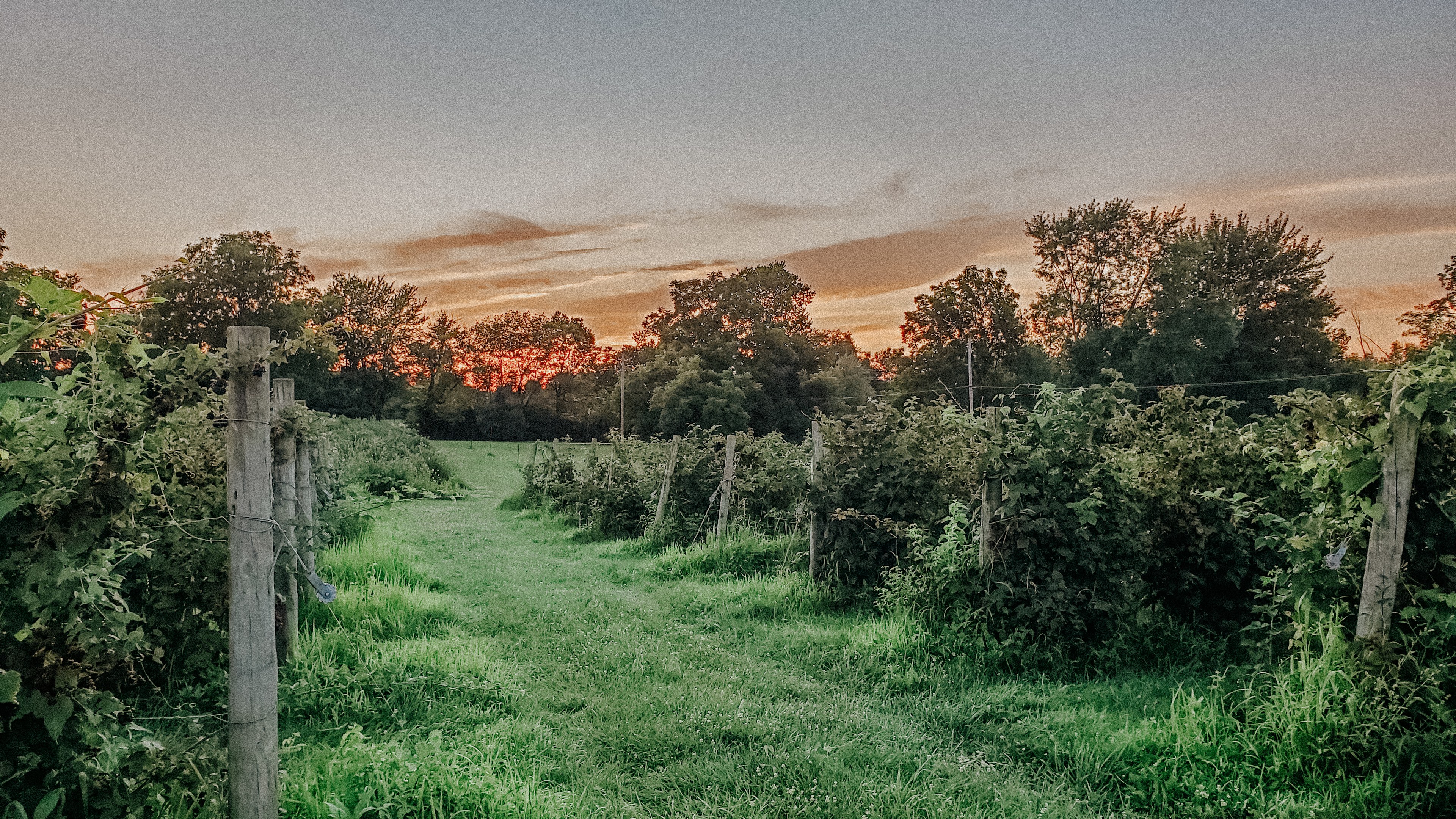 Berryhill Farm