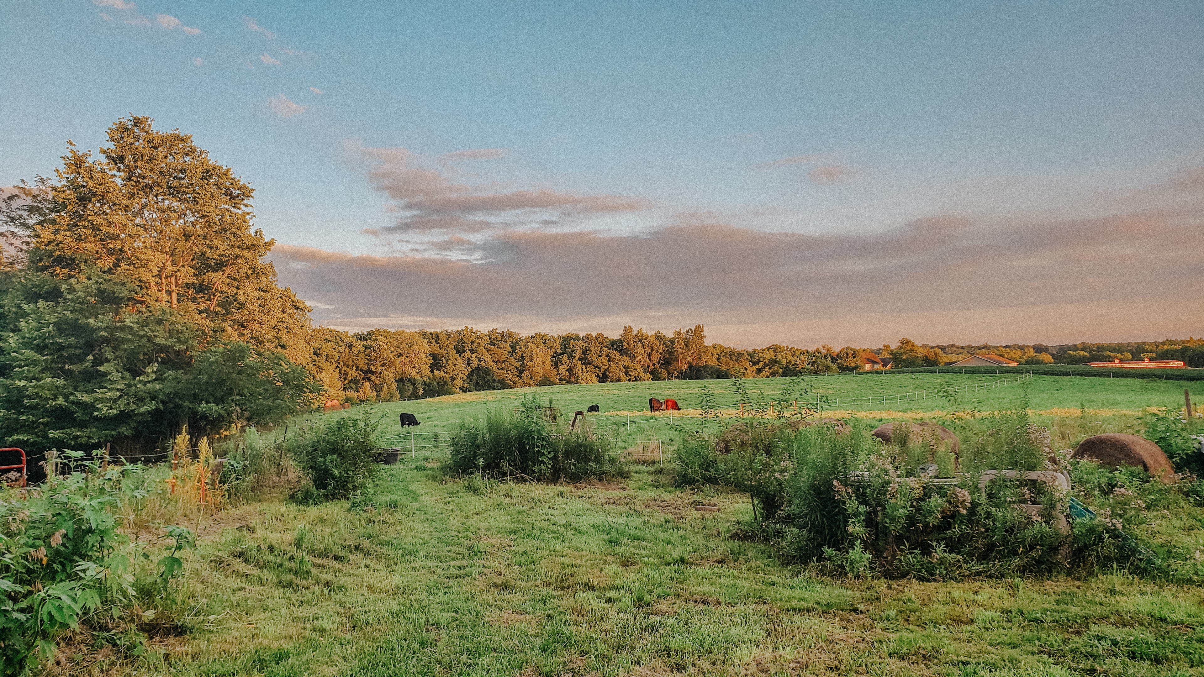 Berryhill Farm