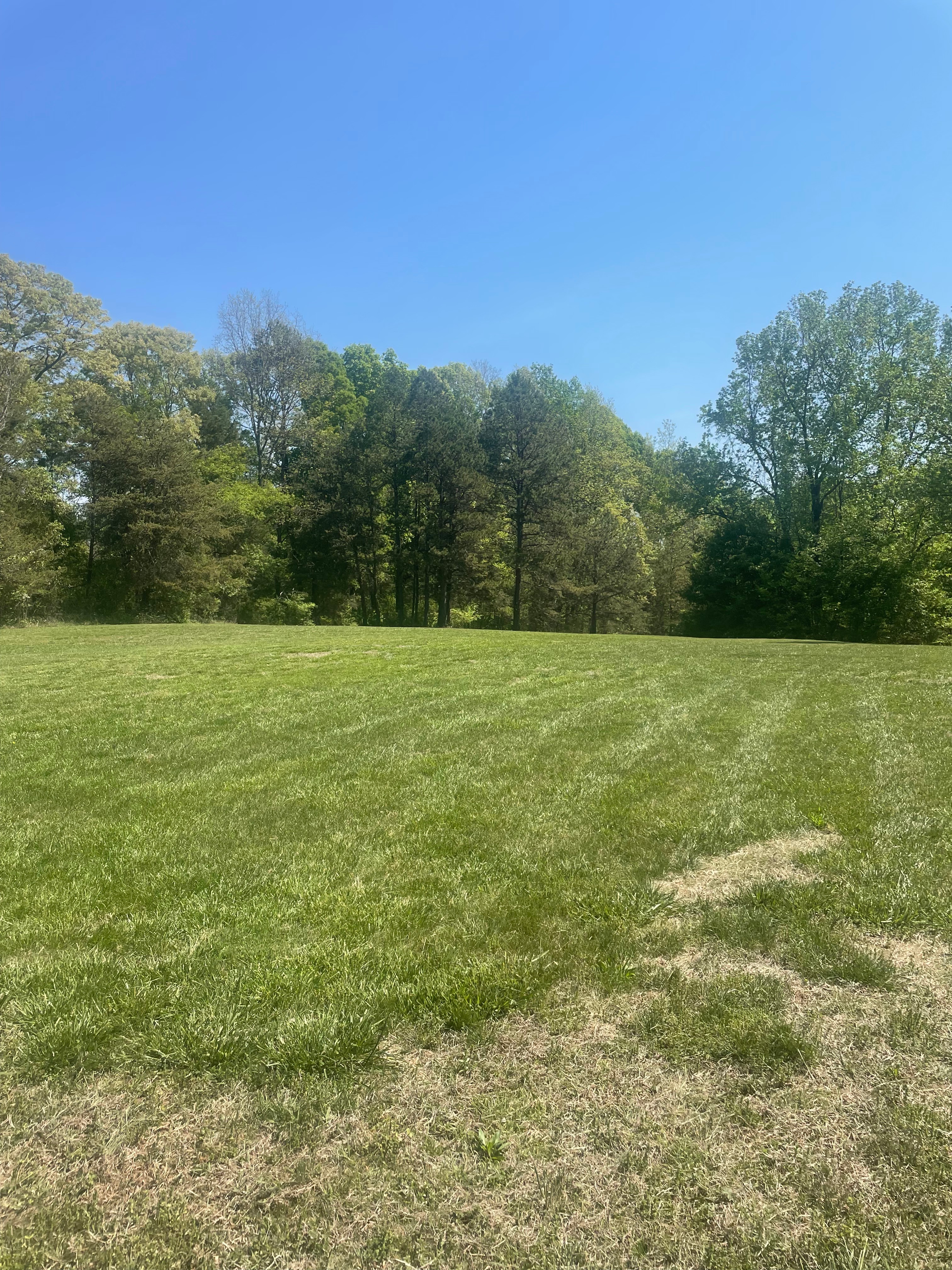 The Green Flag Meadow