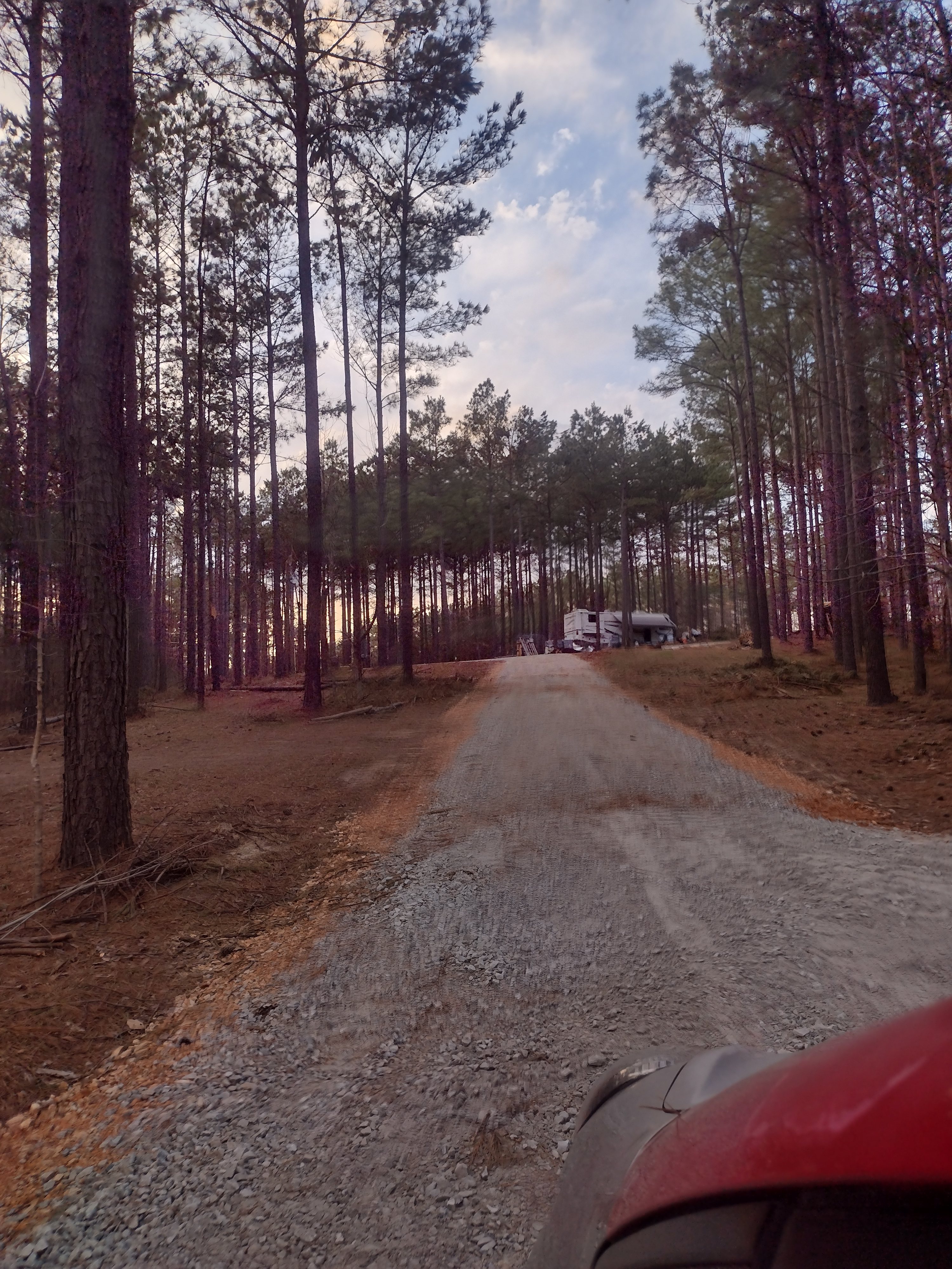 Dancing pines