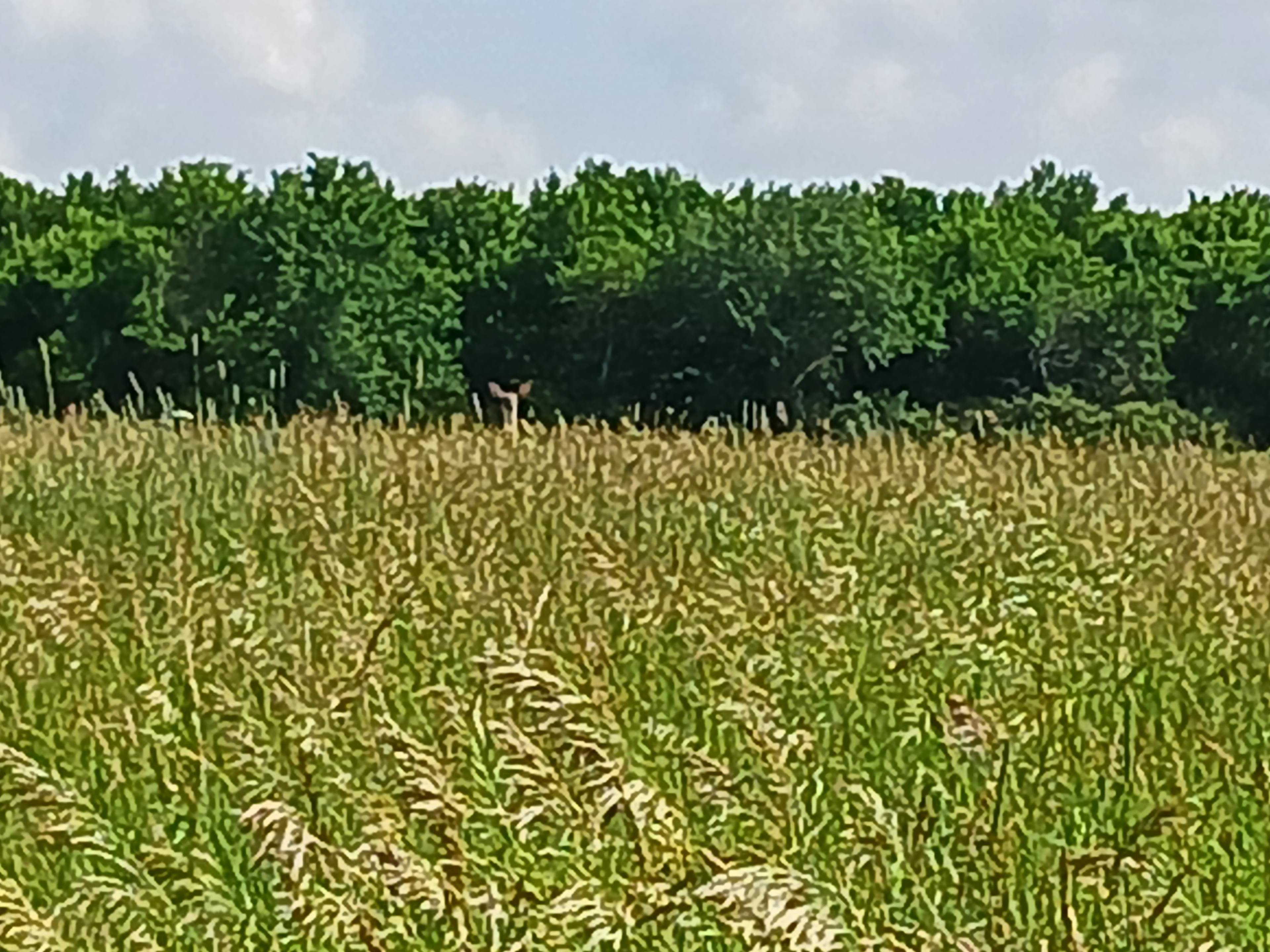 Foxbat Prairie Retreat