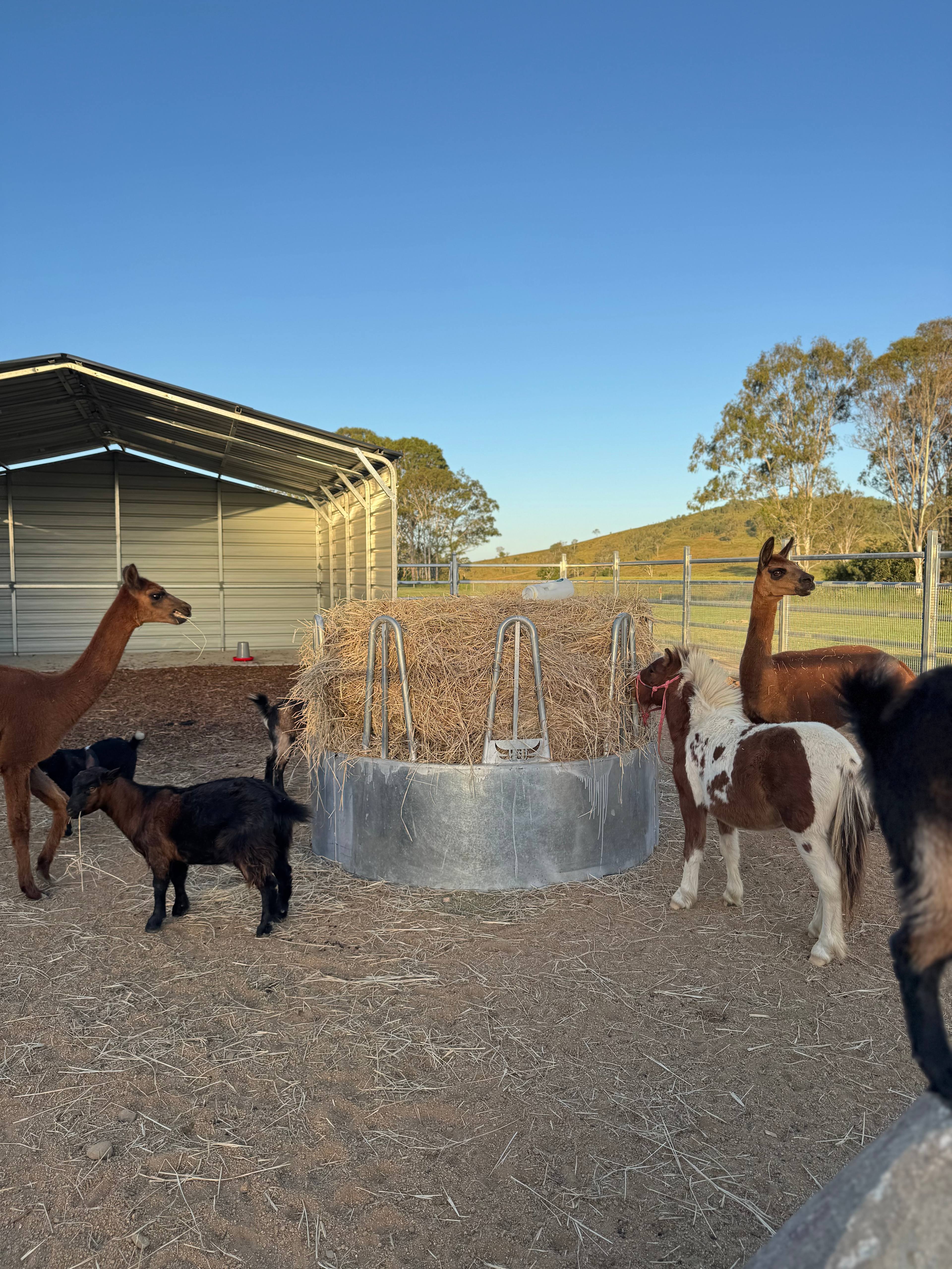 Animal feeding time for campers 12:00pm - 12:30pm / 5:00pm -5:30pm