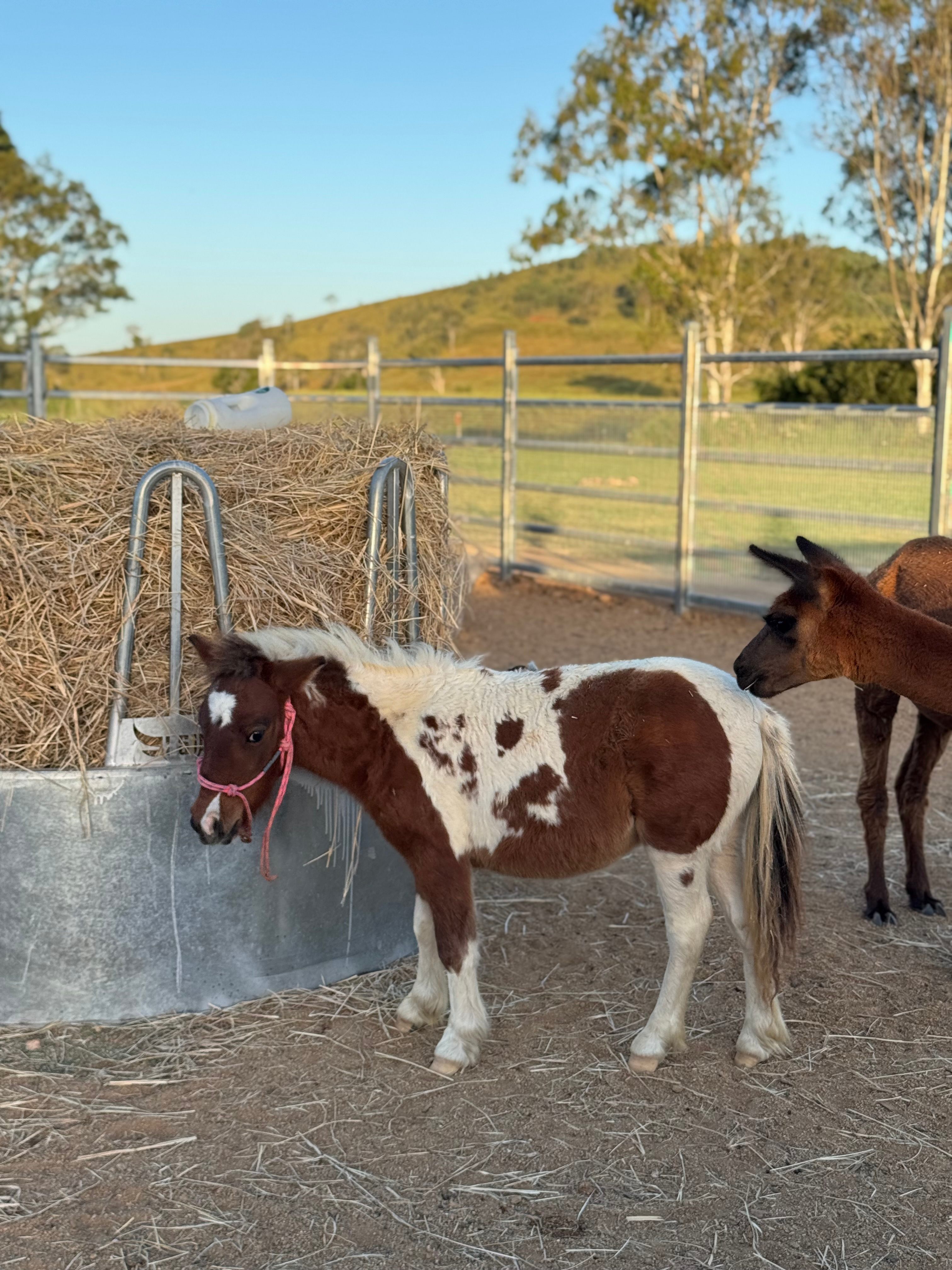Hiii, I'm Dolly just a 18 month old miniature pony with a big personality. I can be a little bit shy and get frightened sometimes..