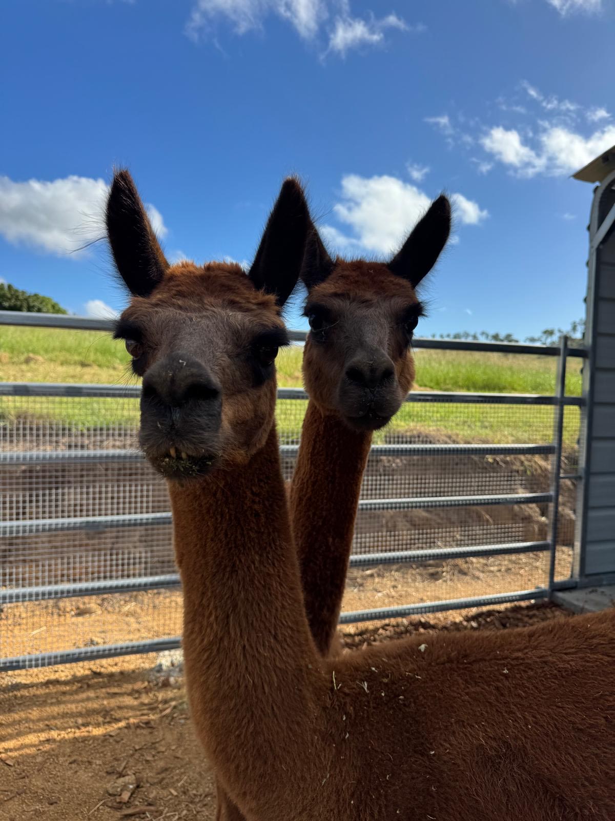 Heyyy, we’re Rusty and Ruby Your friendly (slightly cheeky alpacas). We love snacks, starring contest, and keeping a close eye on everything happening