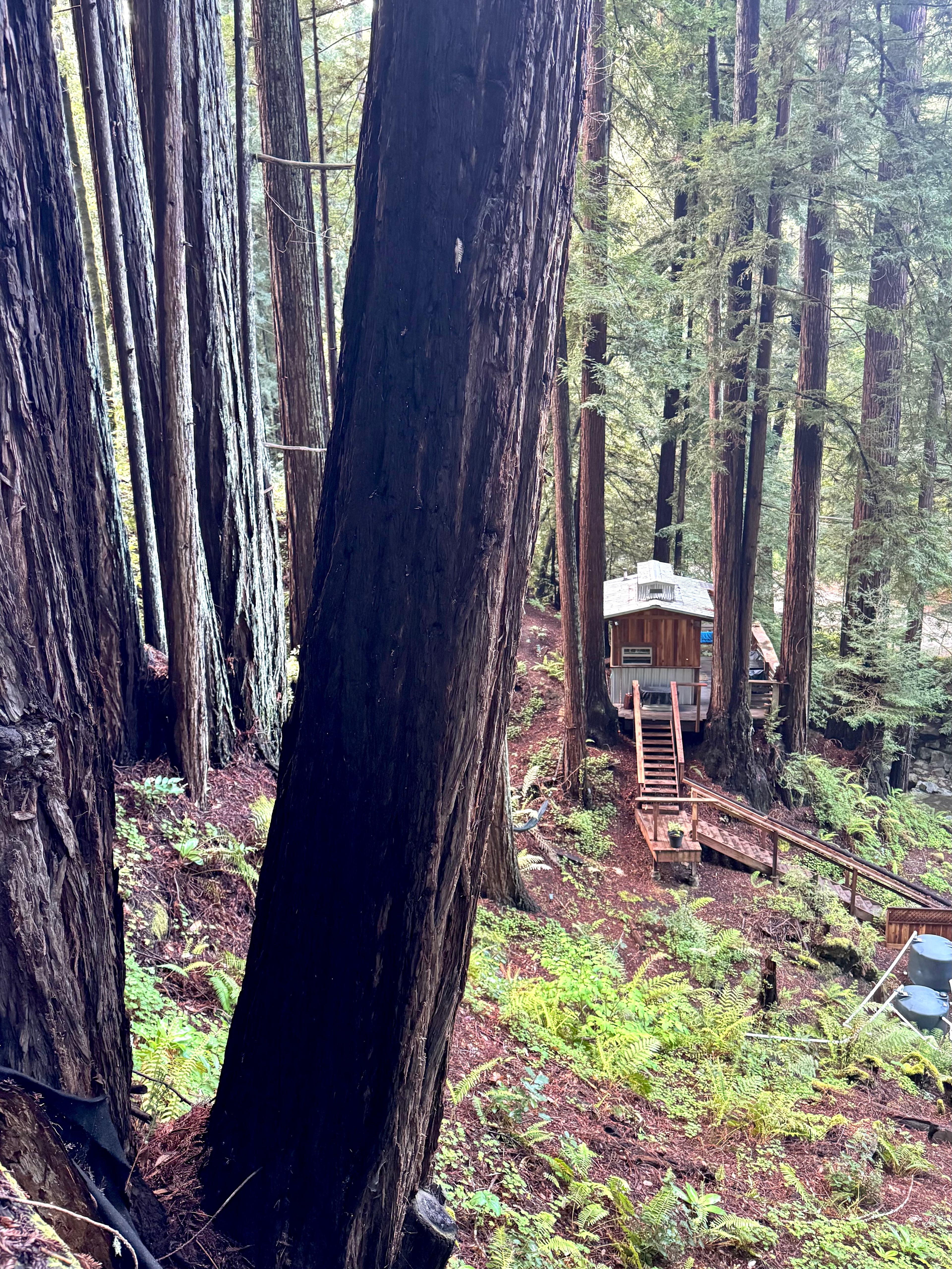 Leafy Lanes Tree House