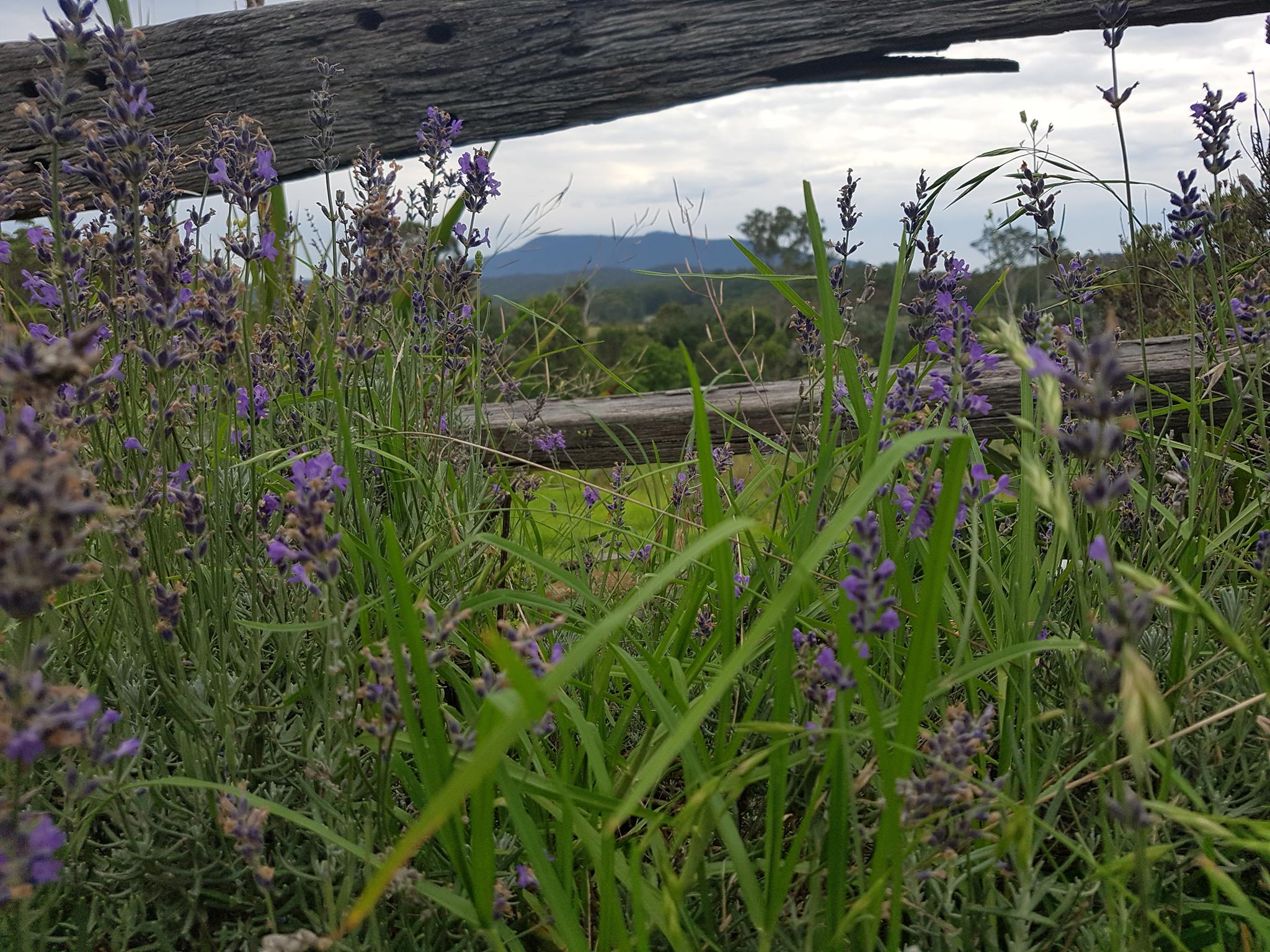 Maryvale Lavender Farm