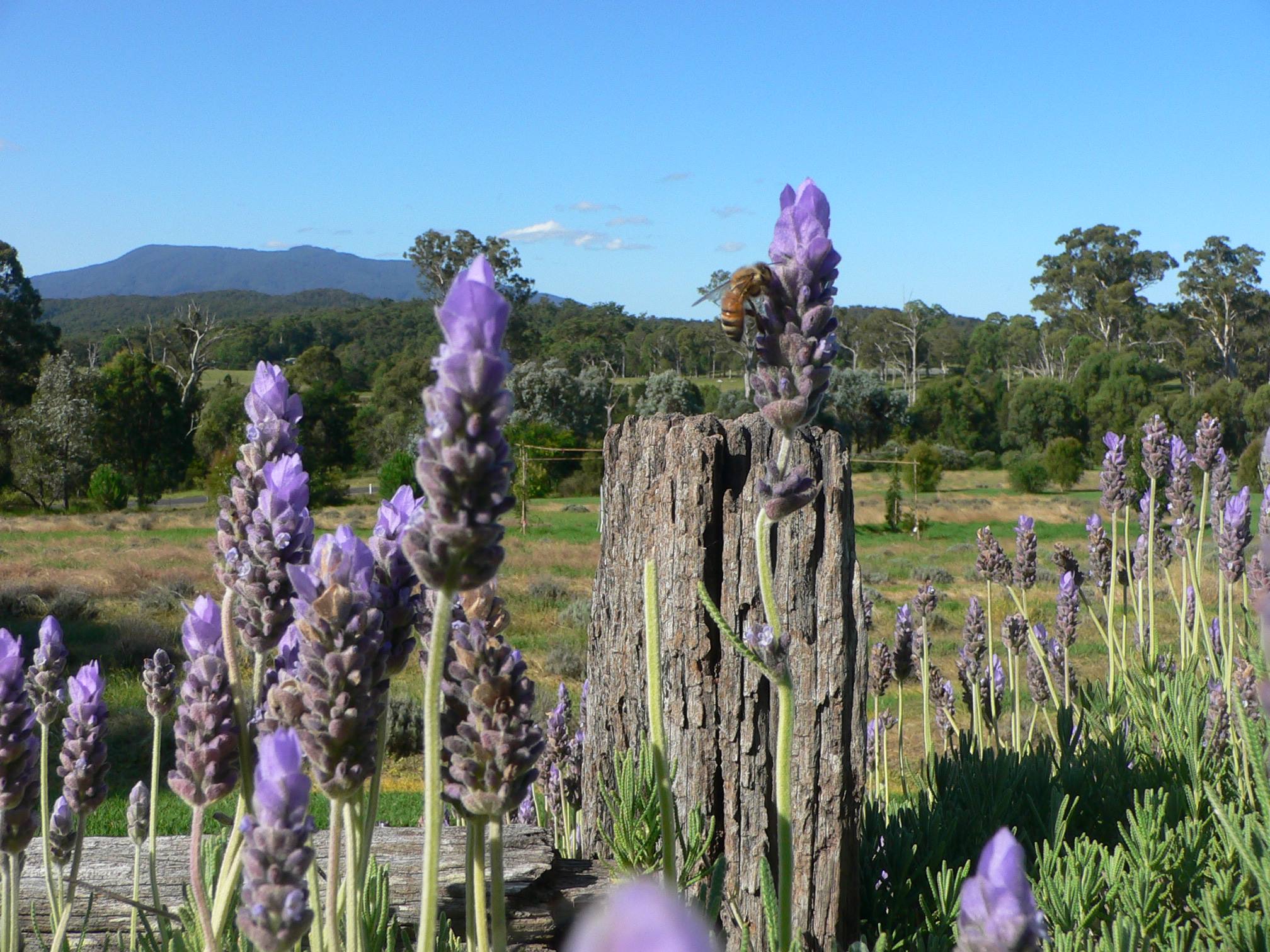 Maryvale Lavender Farm