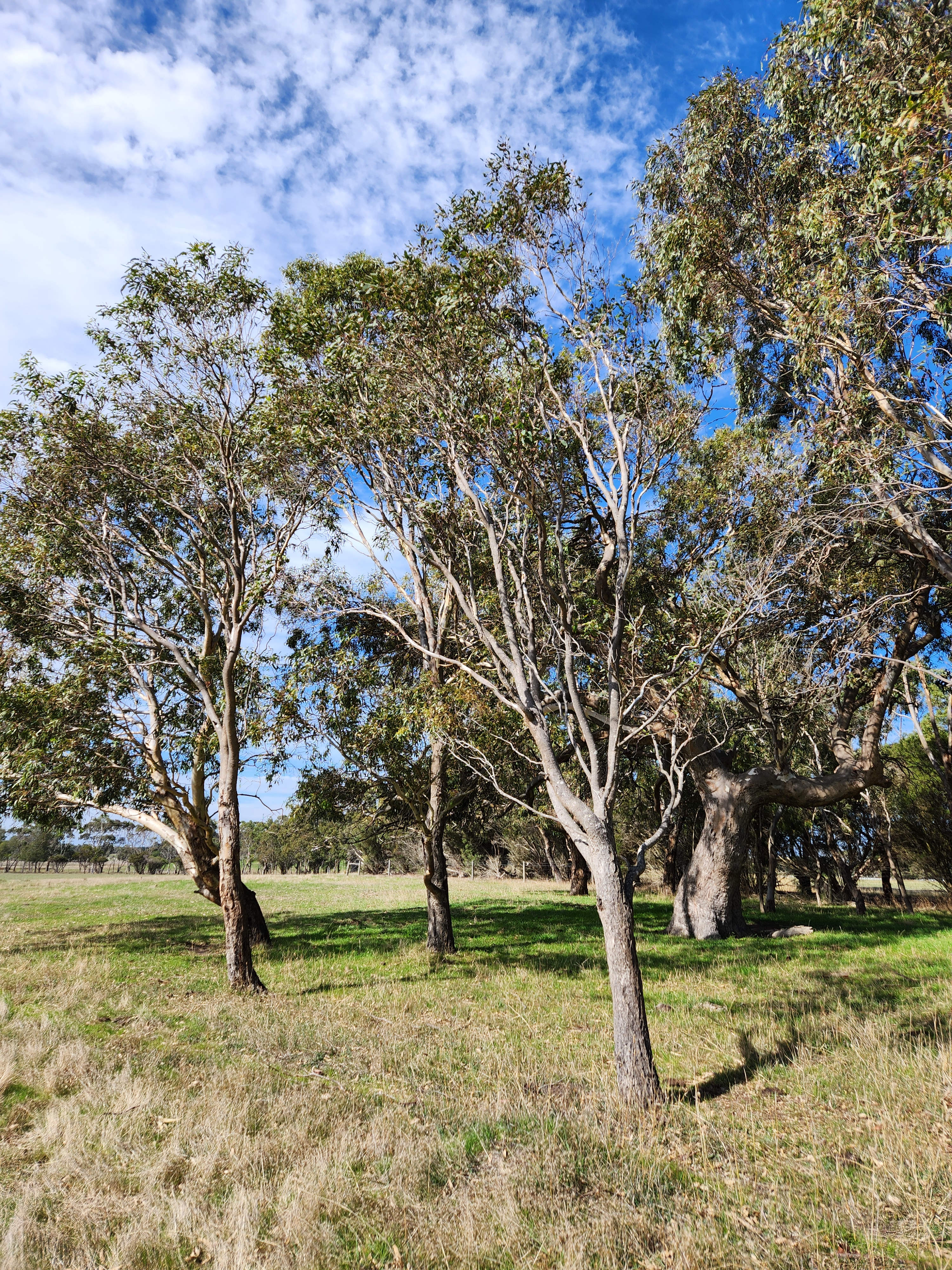 Springside