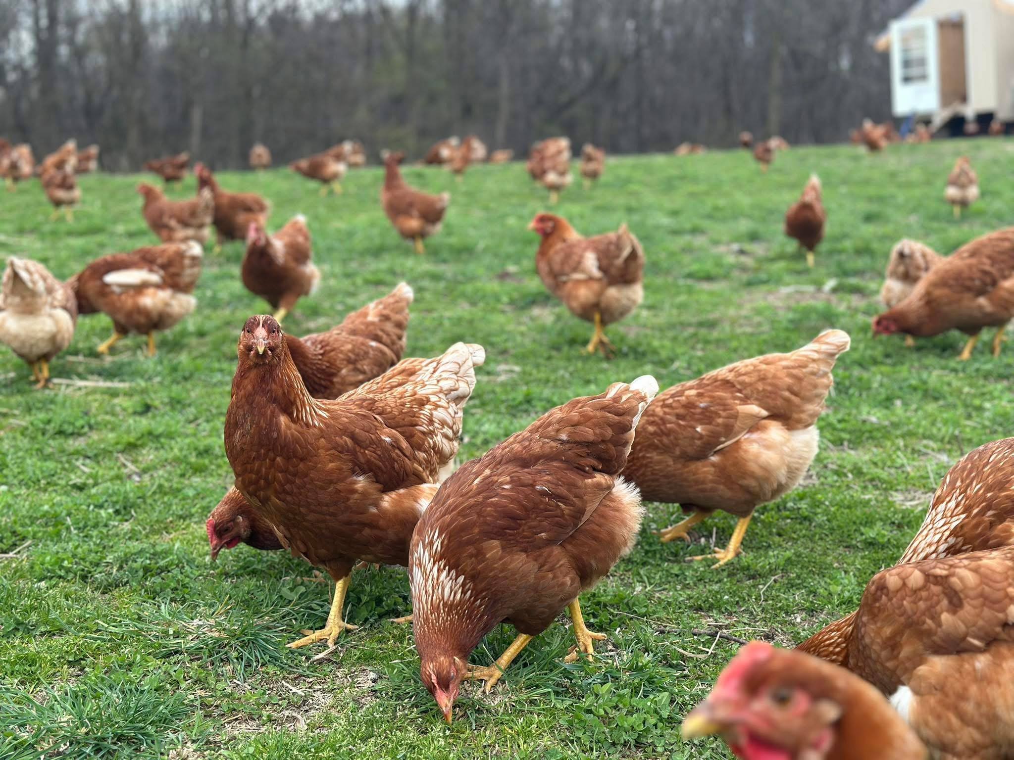 On Farm Boutique Glamping