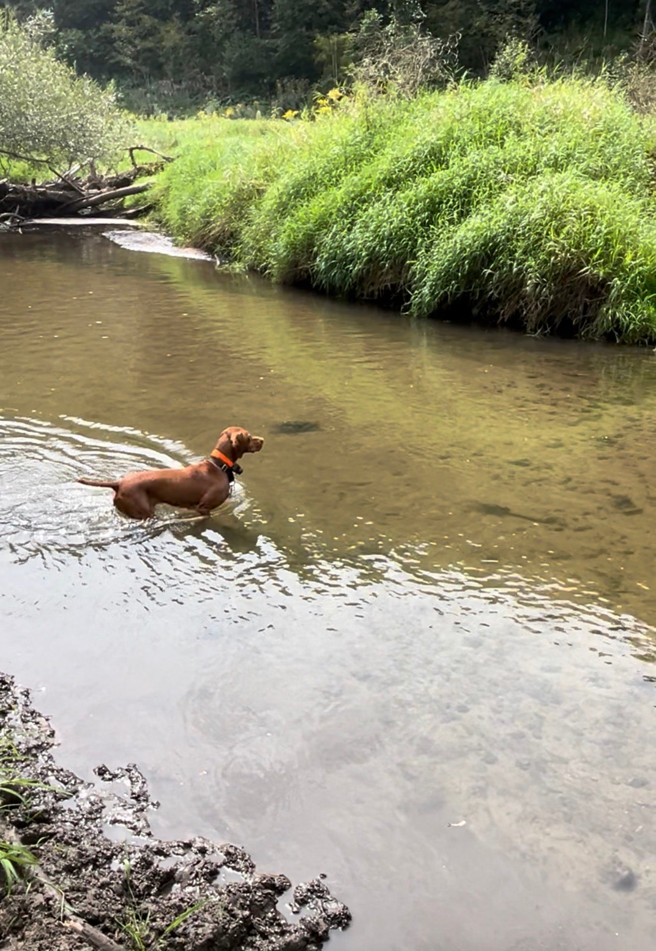 The Pine River on the property.
