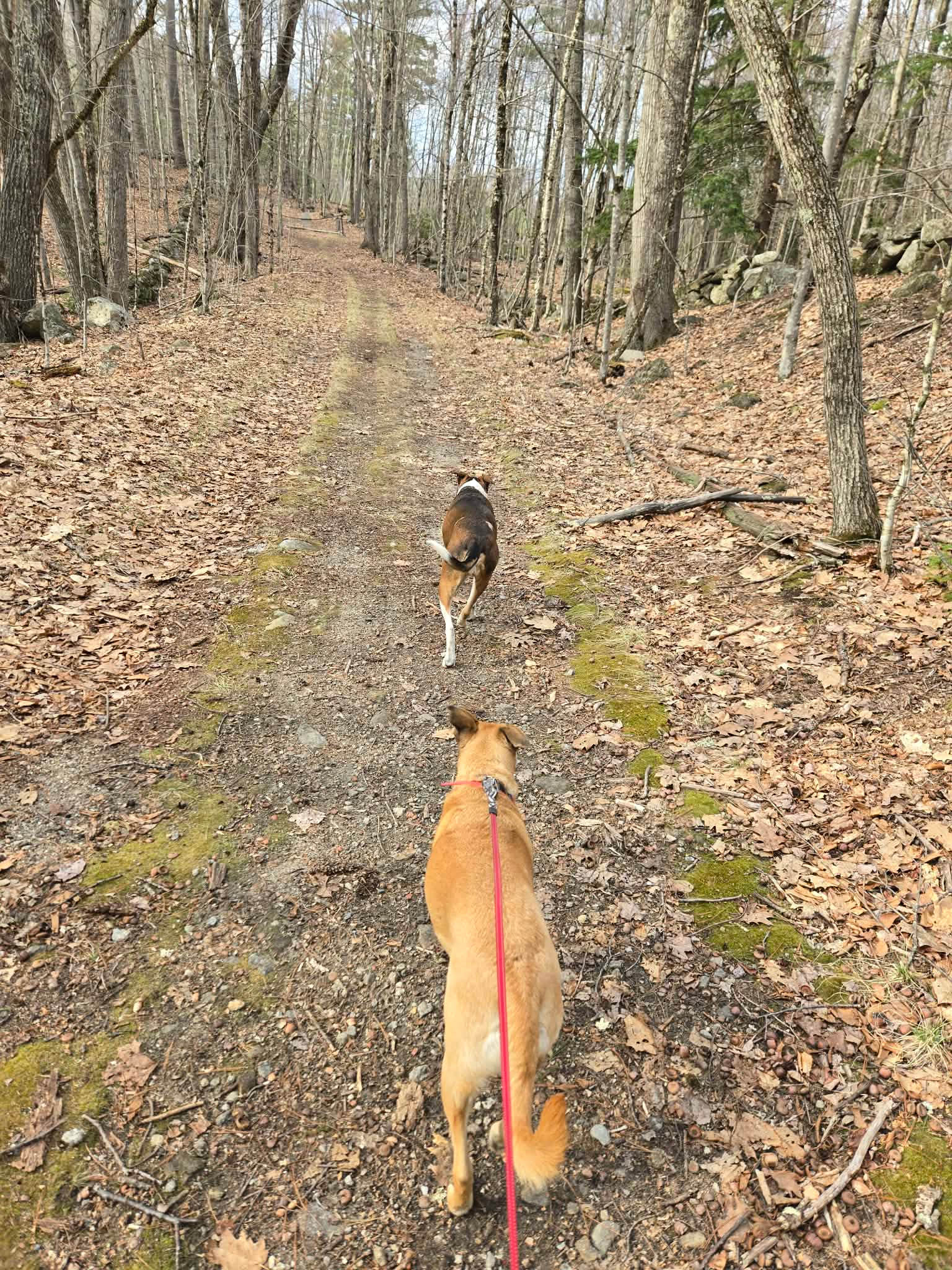 Wapack Trail Cabin