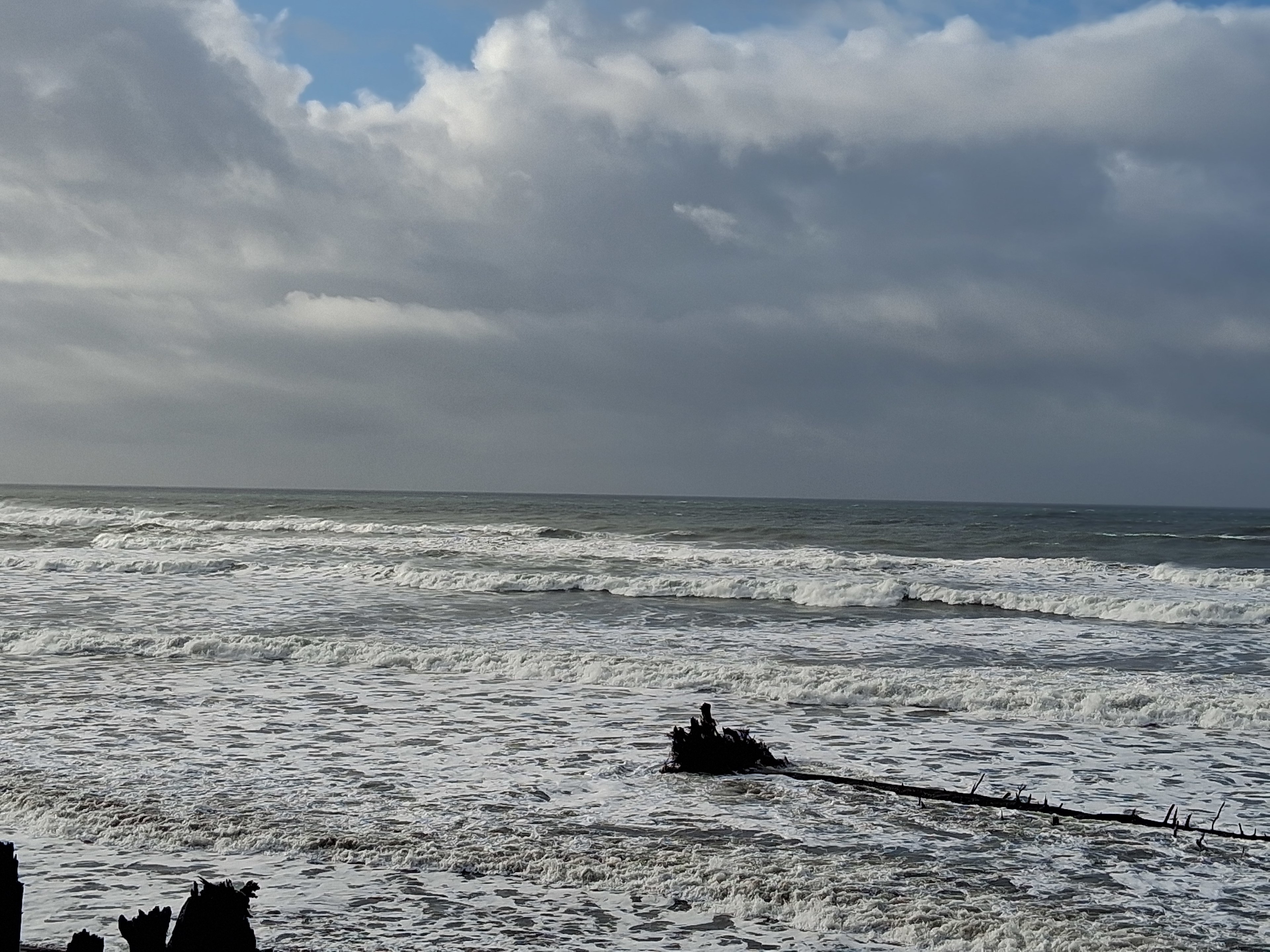 Tree being washed up at Kalaloch beach