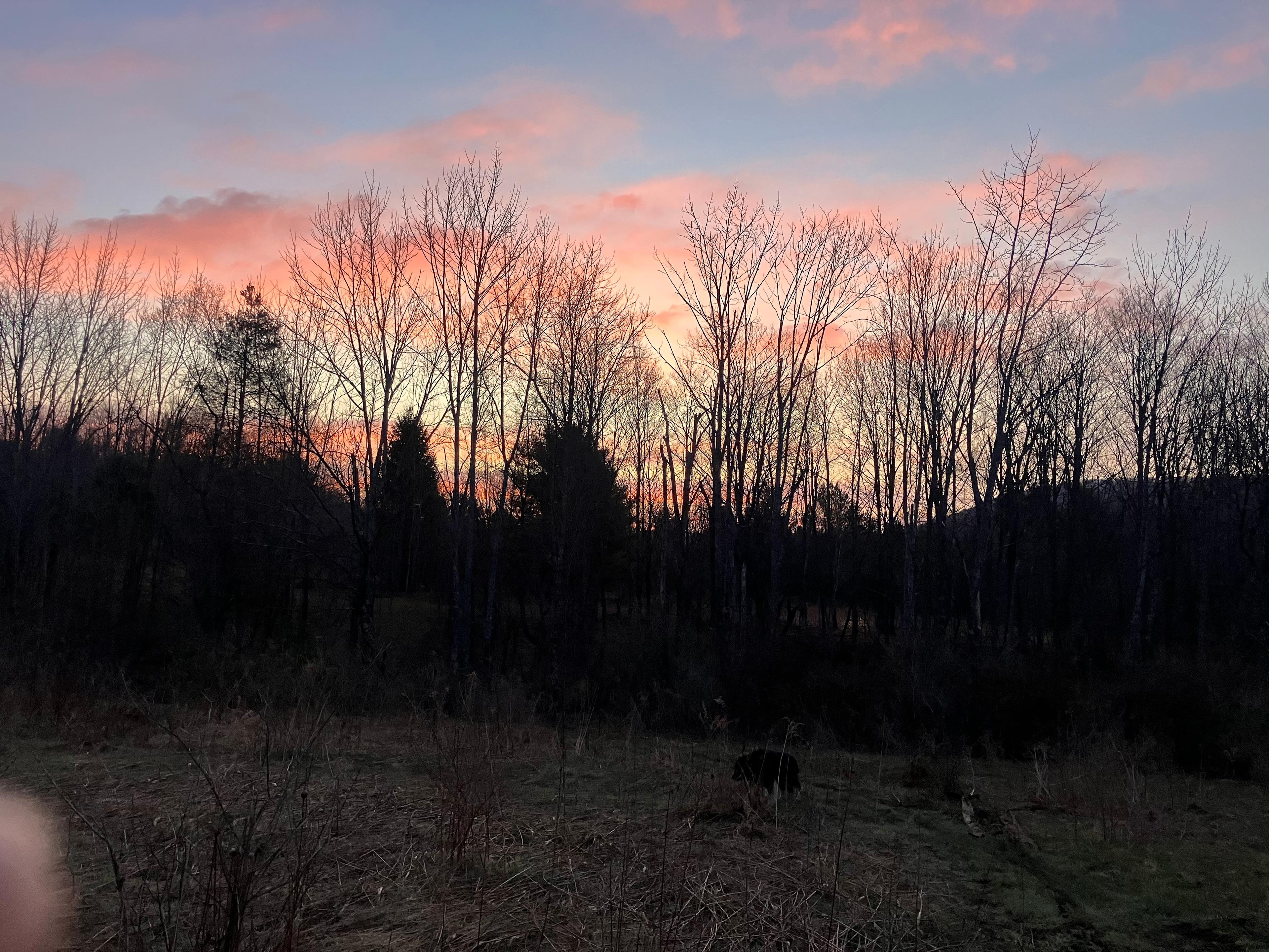 Firefly Farms