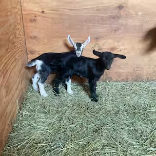 The Hollows Ranch